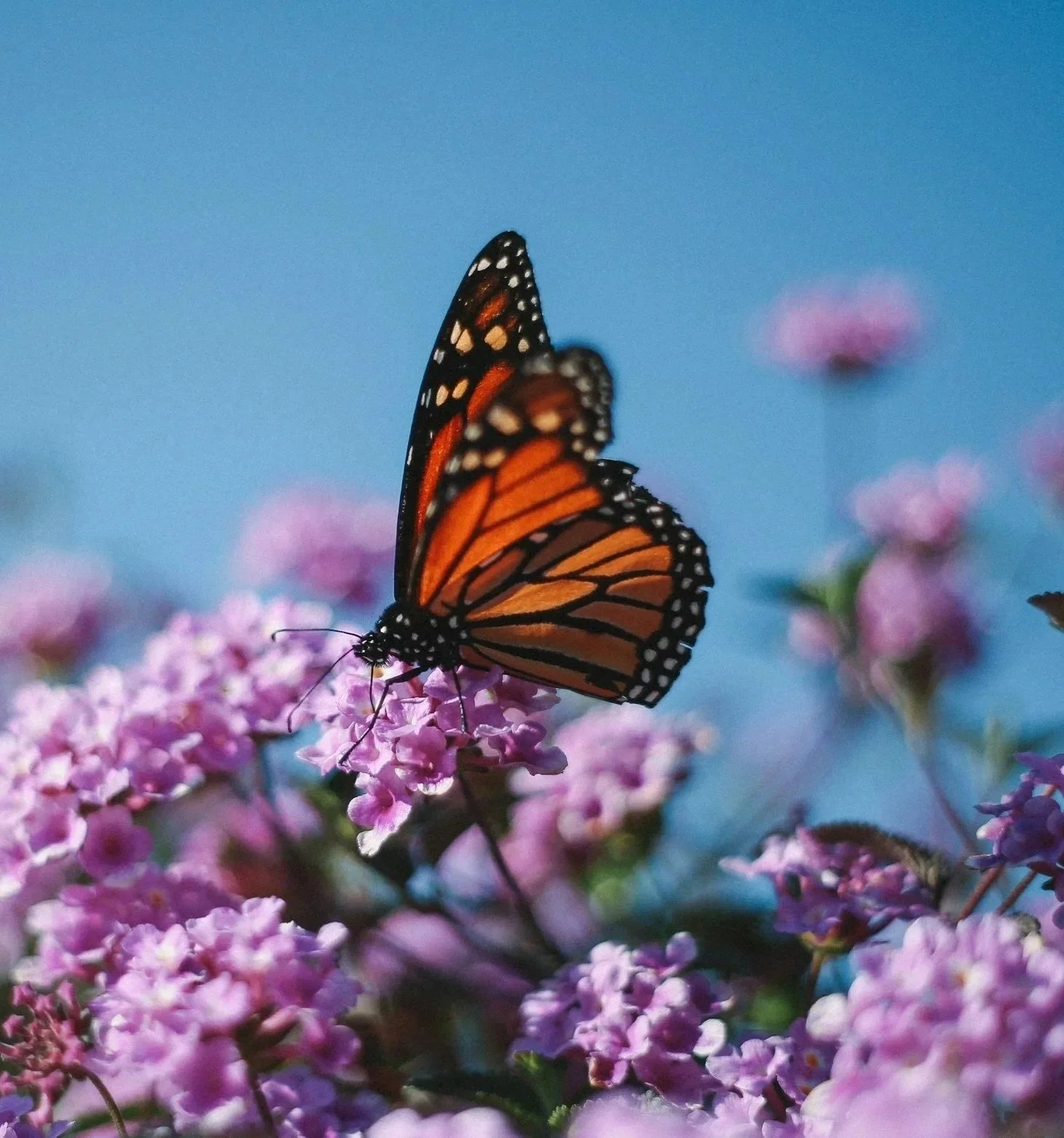 The Monarch
