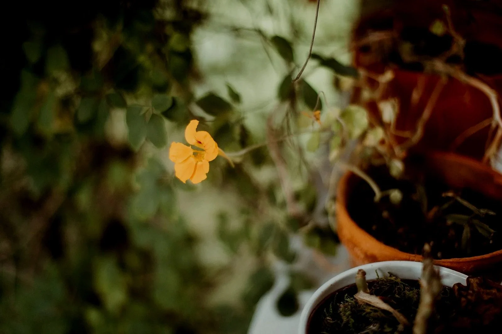 A small yellow flower growing in a pot with green leaves and some dry plant materials around it.