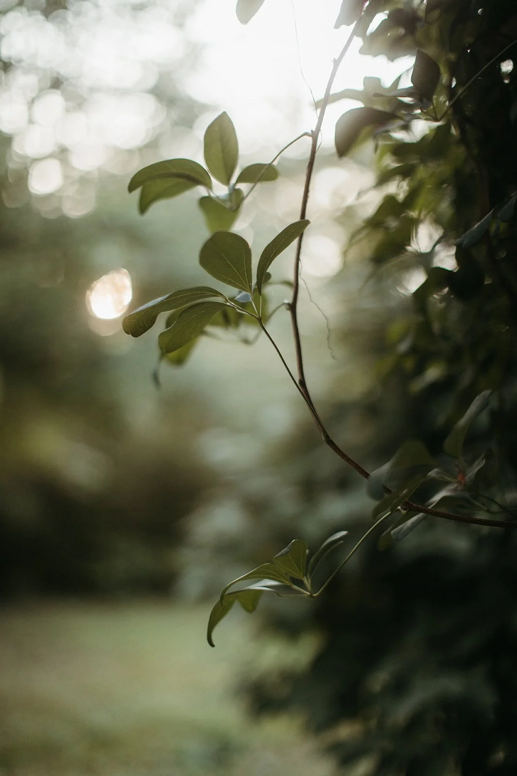 Close-up of a vine with green leaves on a blurred natural background.