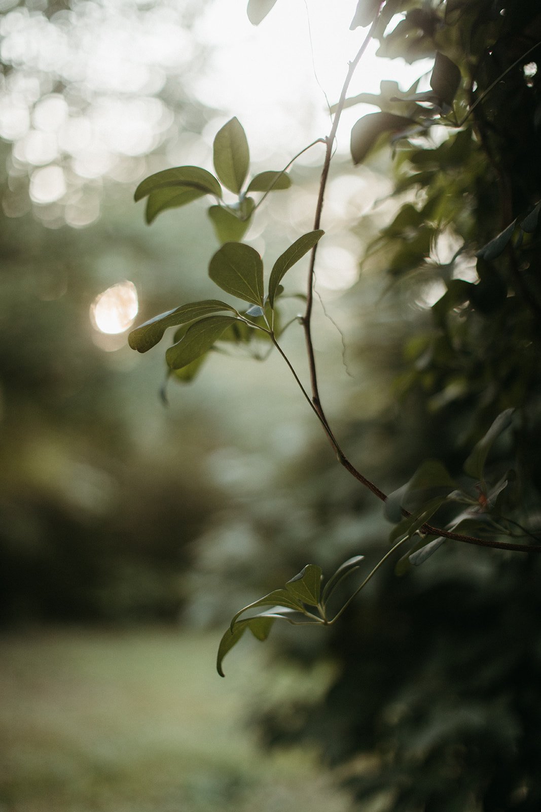 Close-up of green leaves on a vine, with blurred background and soft sunlight.