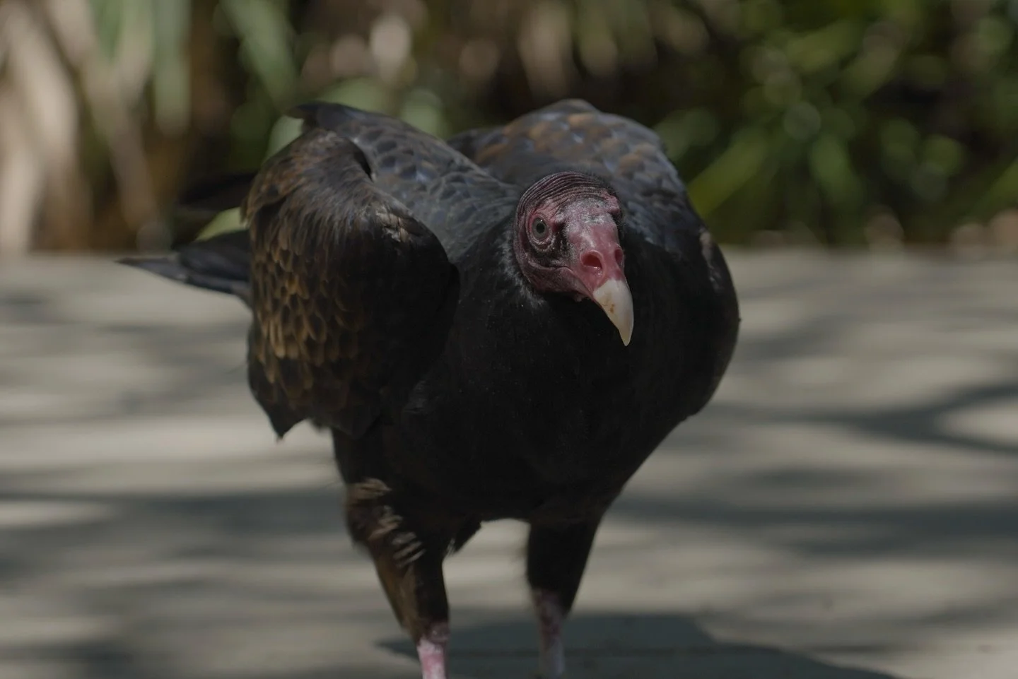 A vulture from an aviary rescue on my trip to Florida.