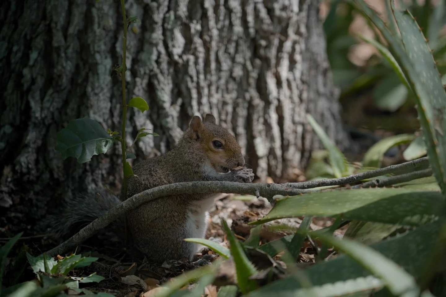 Just a little guy in a botanical garden.