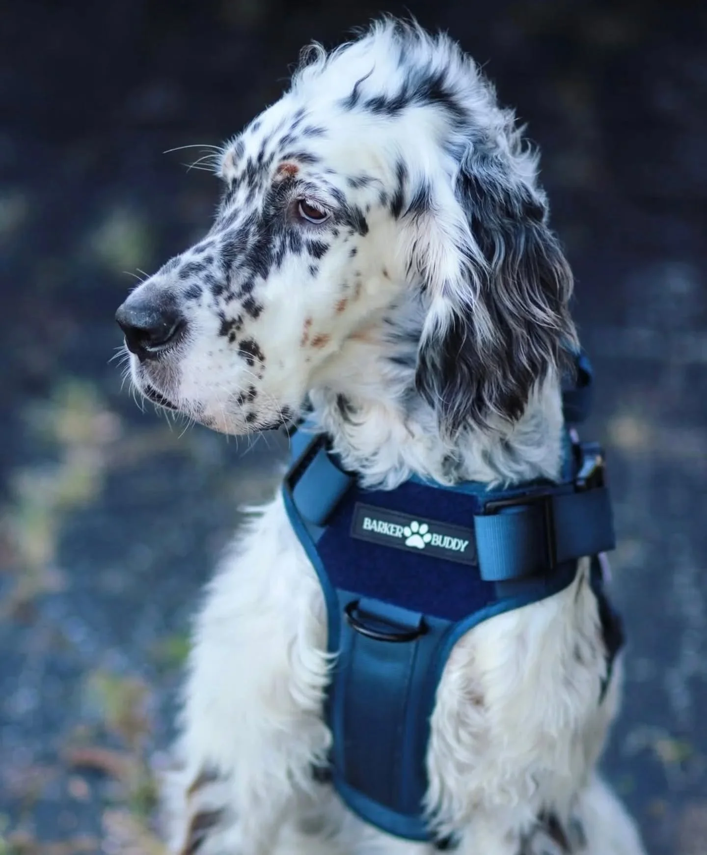 Durable design. Maximum comfort. Ultimate control. 💪✨️ 
Barker Buddy&rsquo;s Rugged Harness is made for dogs of all sizes who are always on the move 🐶

Navy Blue &amp; Army Green available at Boutique at Pure!

#BarkerBuddy #RuggedHarness #DogHarne