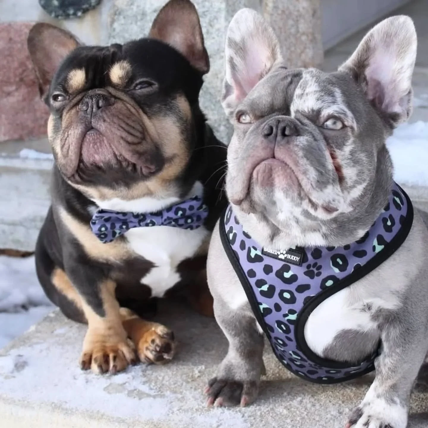 Barker Buddy's custom designed harness is two great prints in one reversible harness!&nbsp;🐶🐾

Complete the look with a leash, collar, or poo bag holder (all sold separately) - pick up yout matching set today at Boutique at Pure!

#BarkerBuddy #Wil