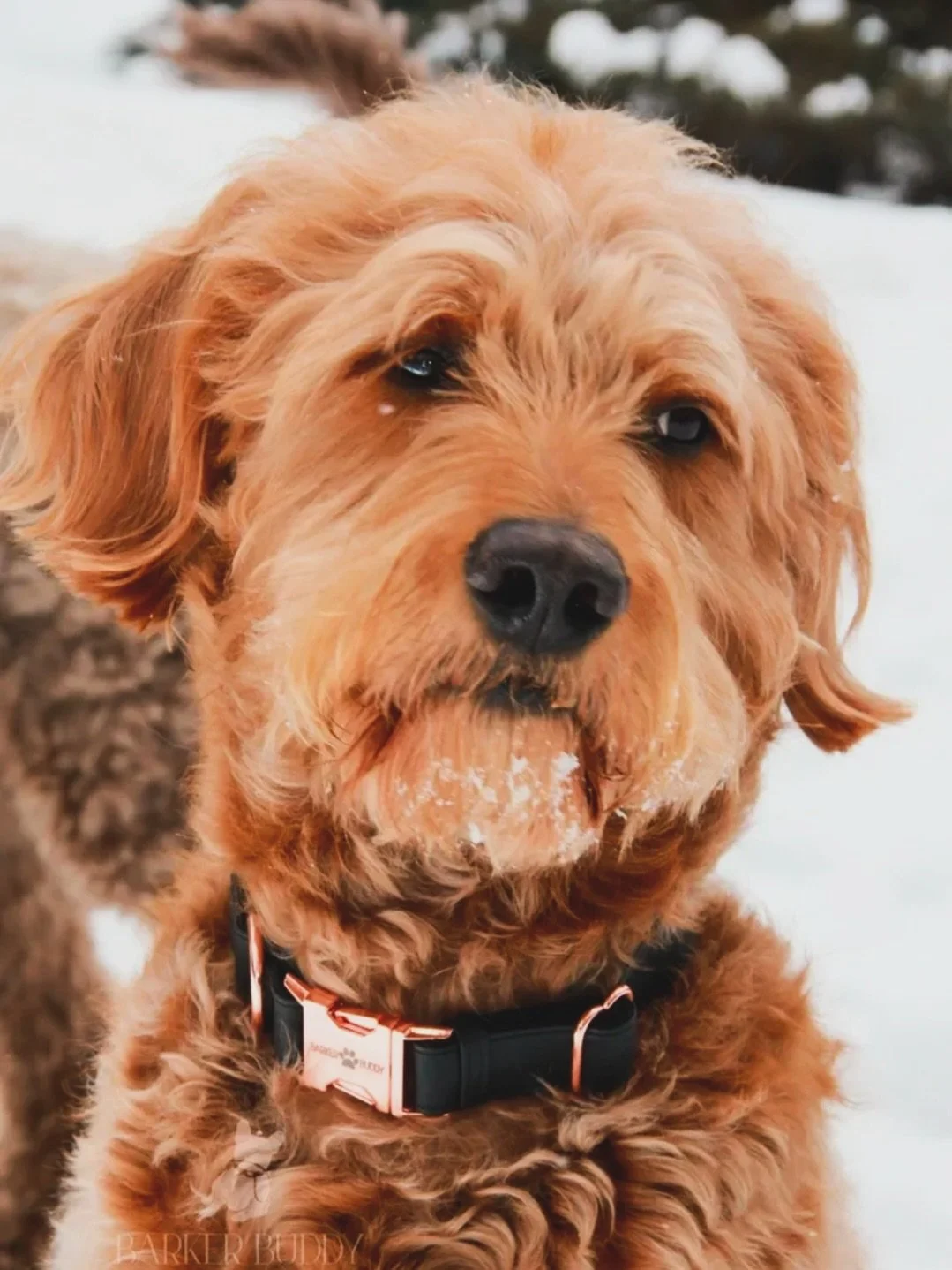 Spoil your pups with @barker_buddy&rsquo;s Black Vegan Leather Collar &amp; Leash, sold at Boutique at Pure 🤍

#dogaccessories #petaccessories #luxurycollarsandleads #barkerbuddy #shoplocal
