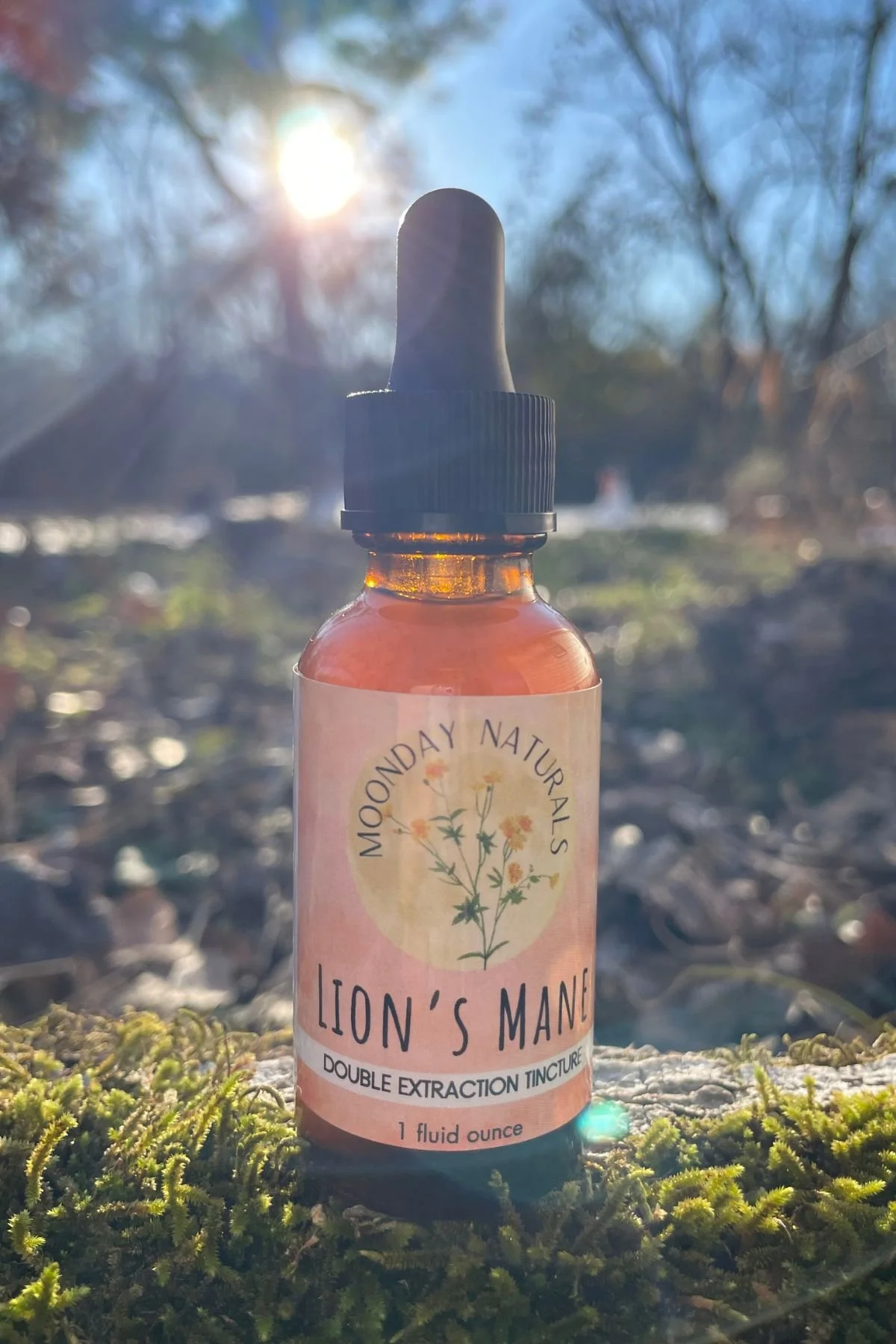Lion's Mane Tincture