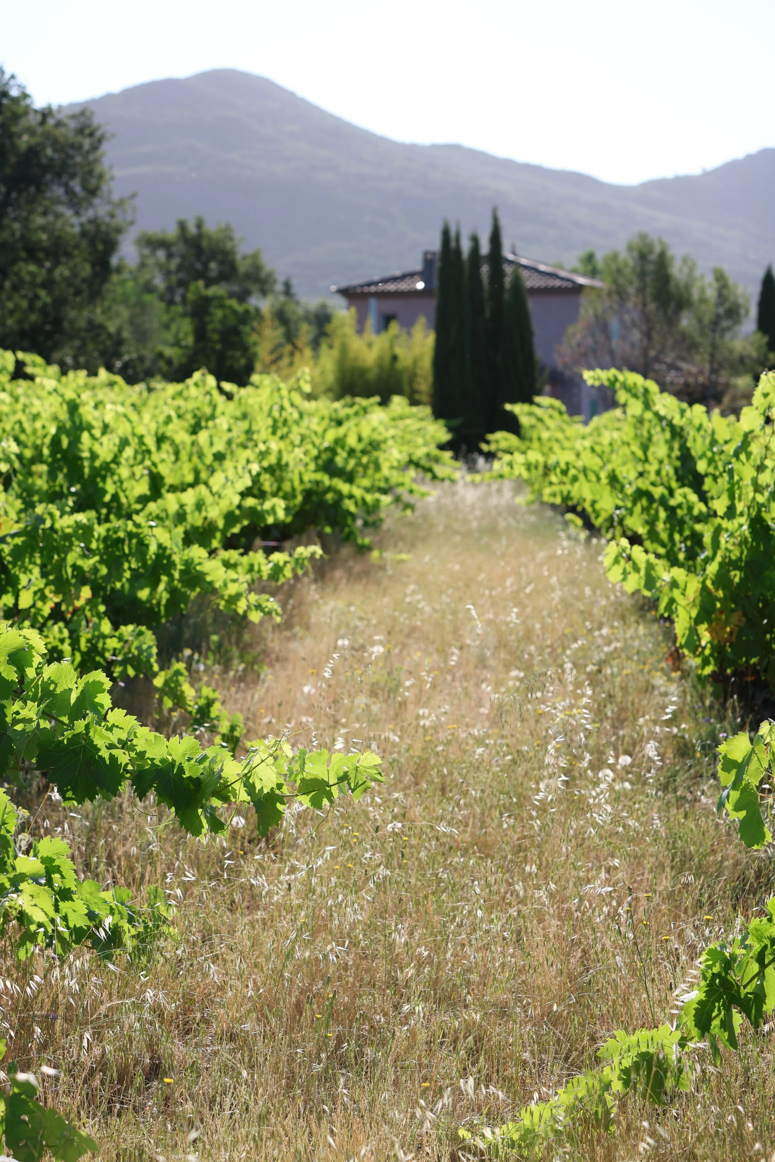 Vineyards in the Terrasses du Larzac wine region near La Traversée in Saint-Privat, Hérault