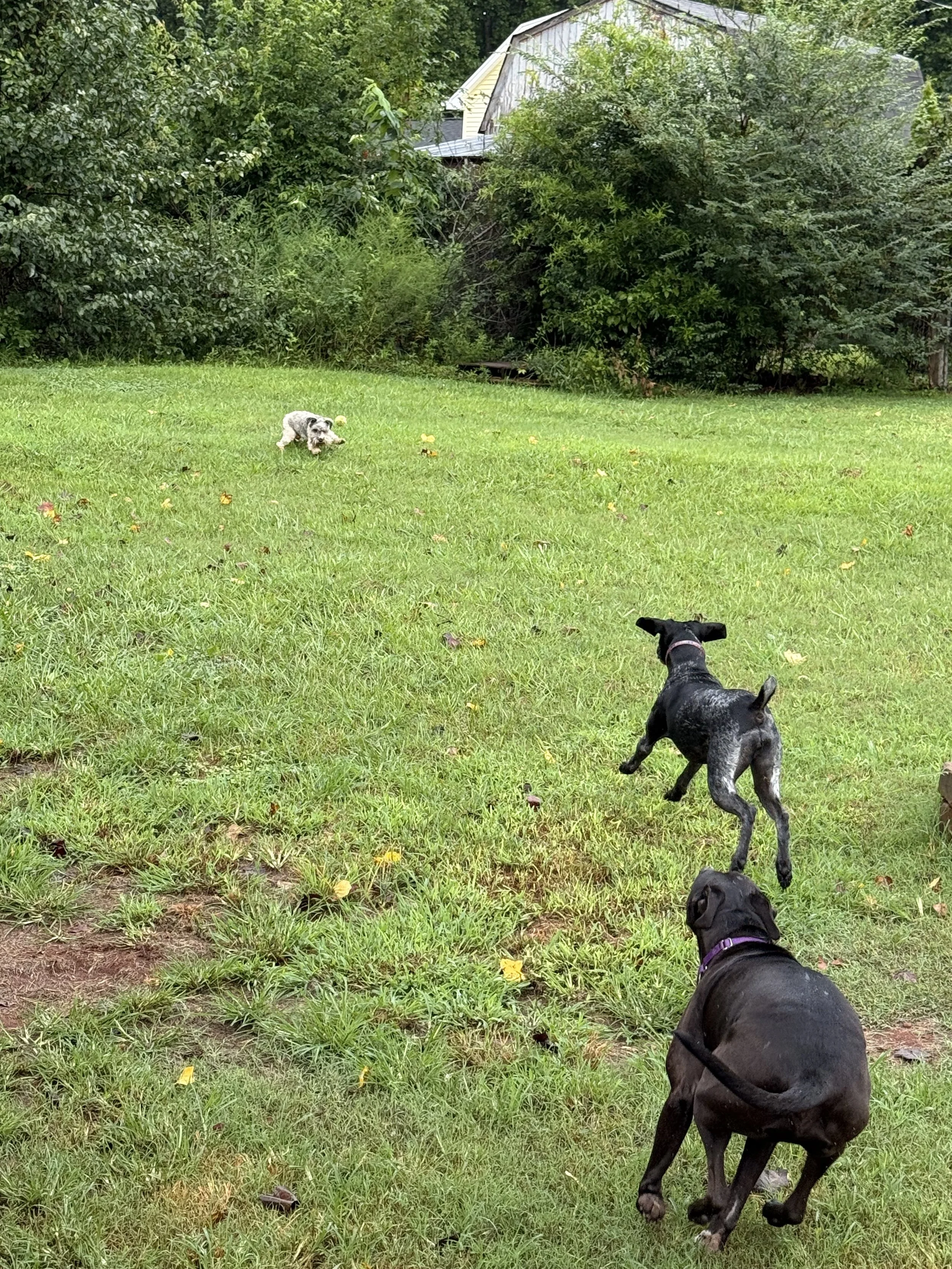 rox running.jpeg