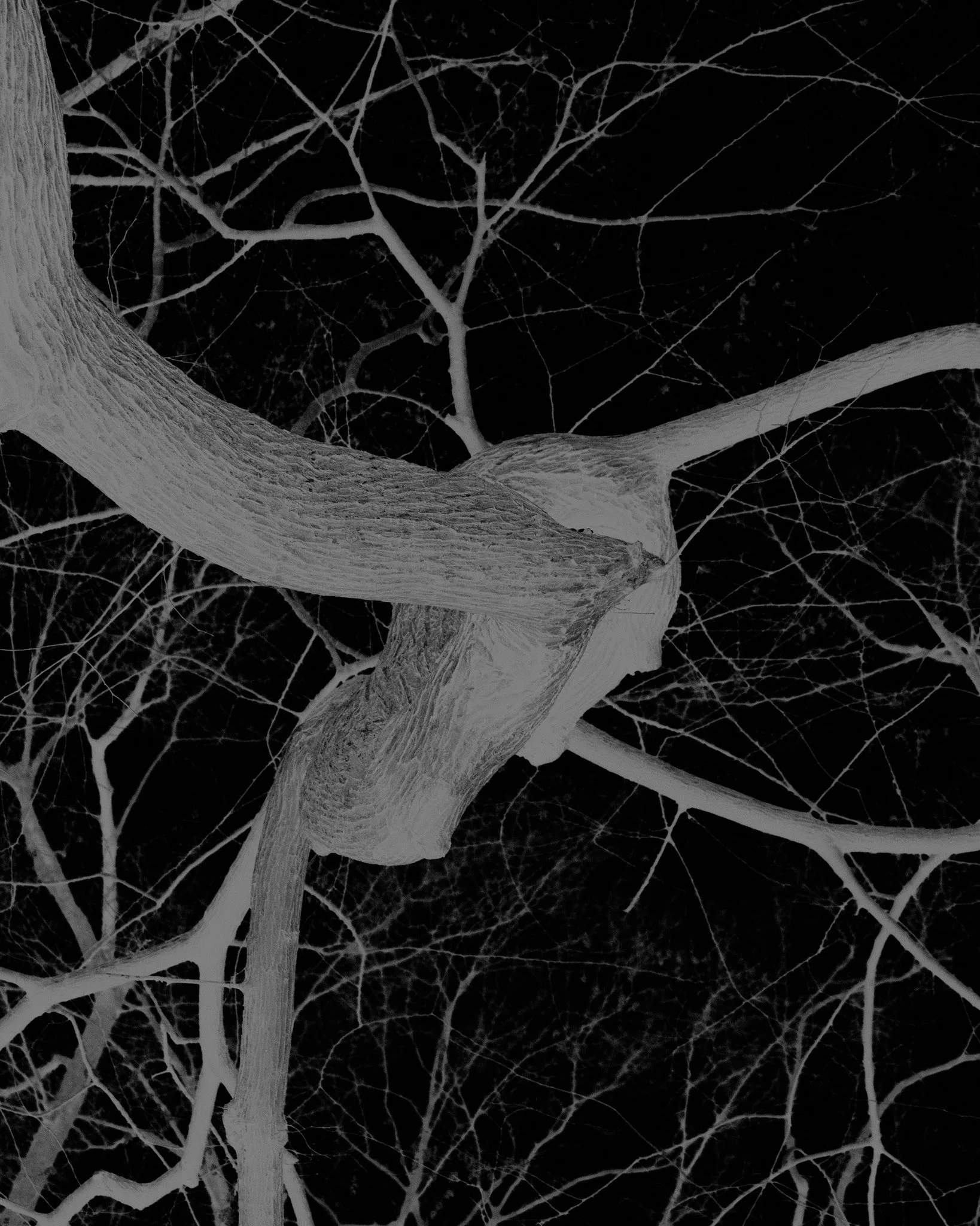 Spin Me 'Till the Tree Stands Straight, 2024