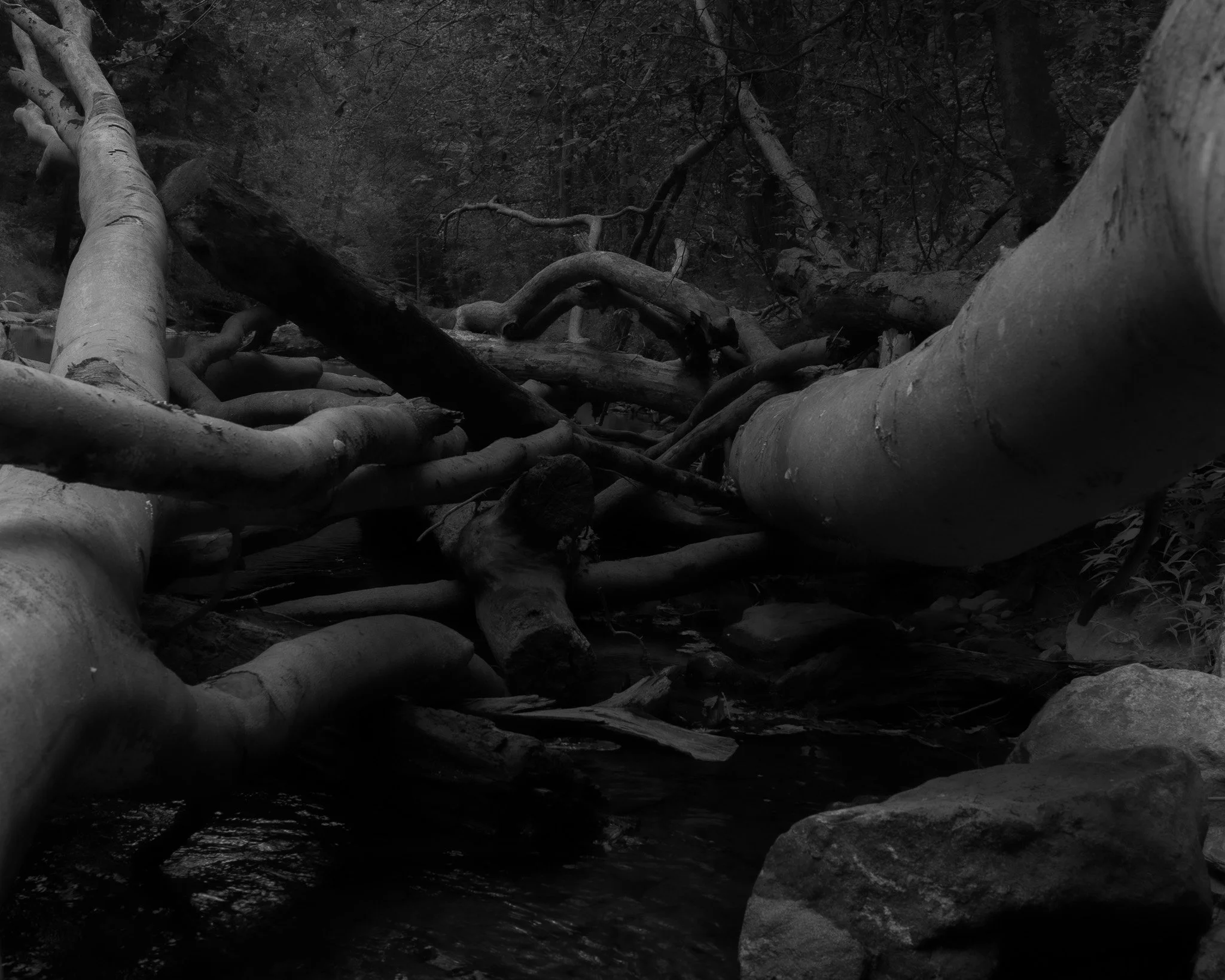 Legs of the Trees, 2024