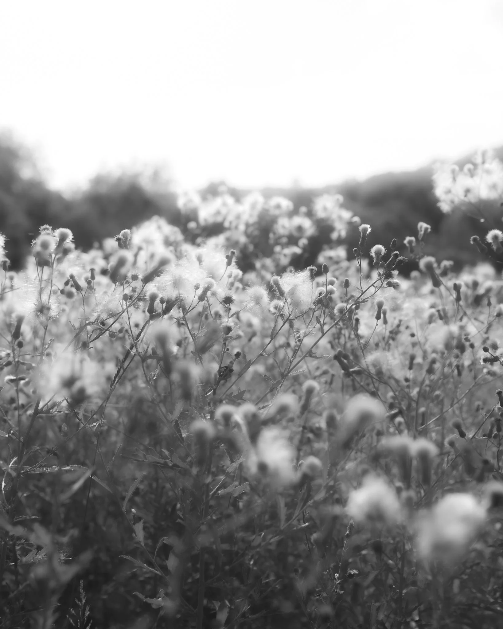 A Million Desires, 2024