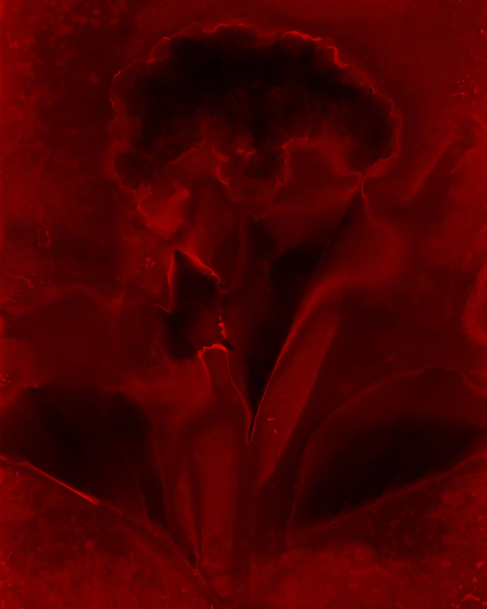 Untitled (Lumen #02)