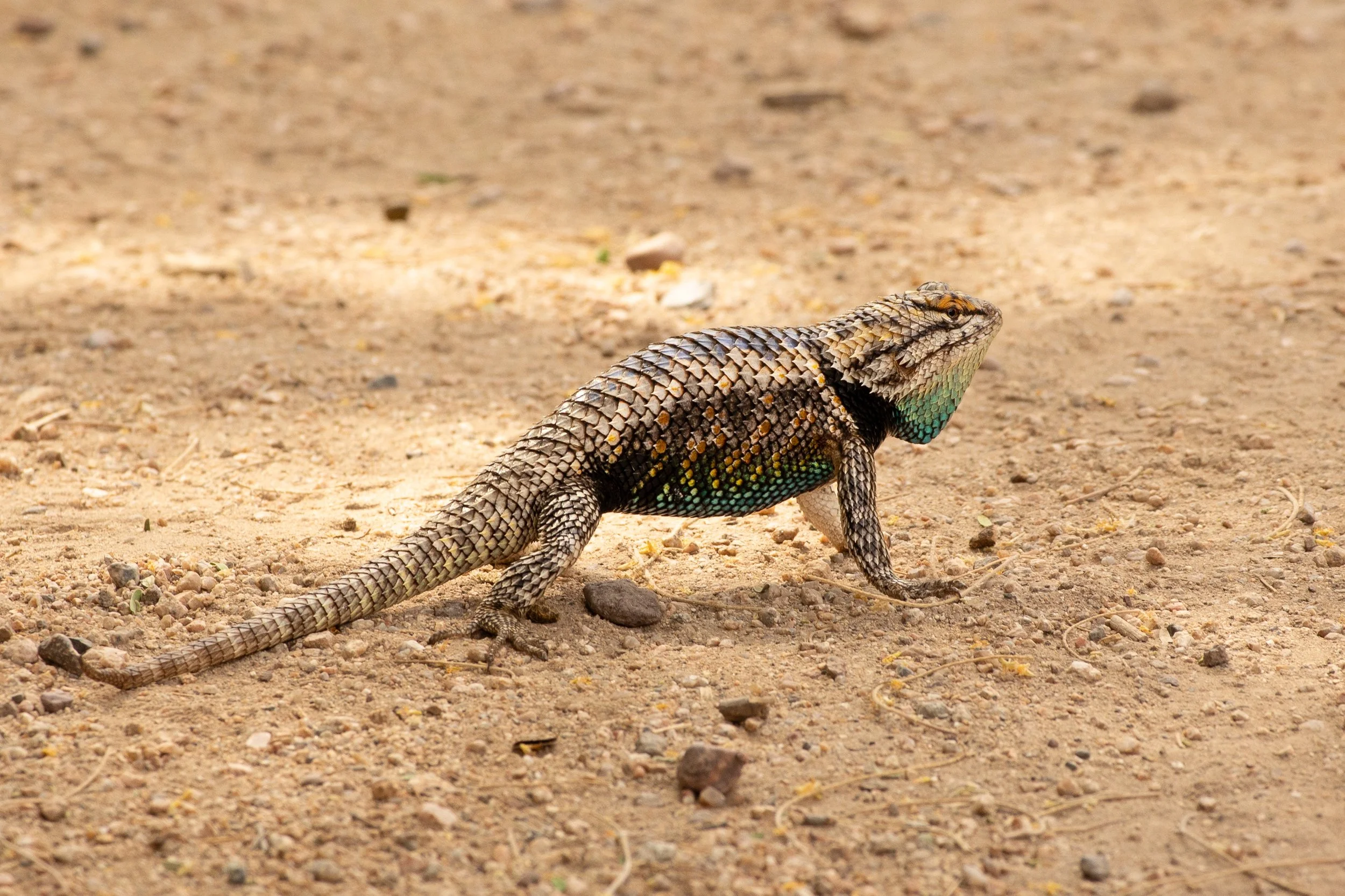 Spiny Lizard Male 1