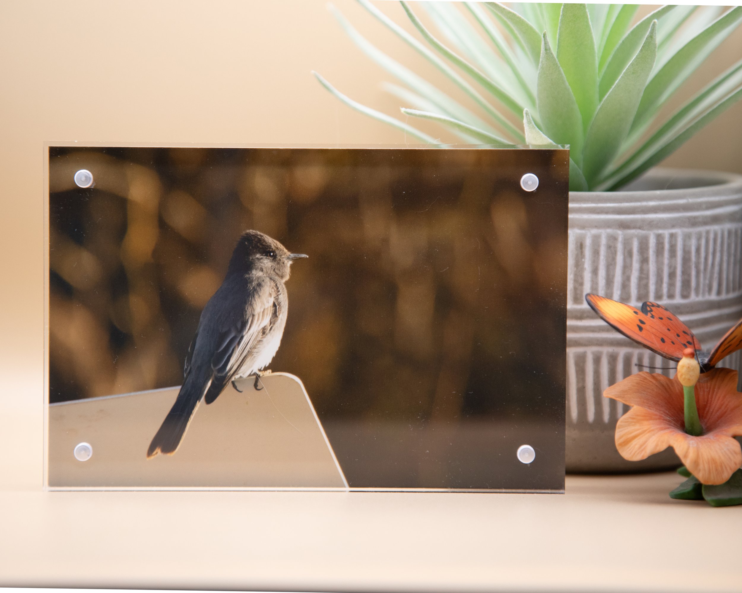 Flycatcher, Black Phoebe
