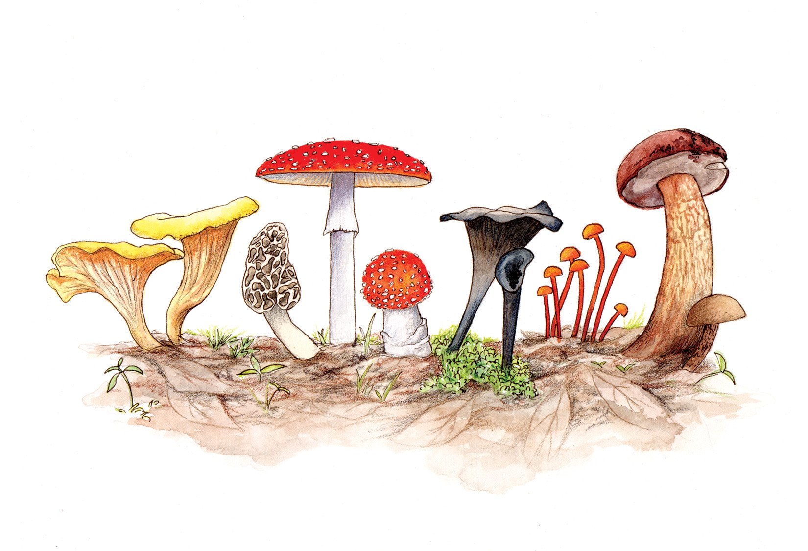mushrooms watercolor illustrations