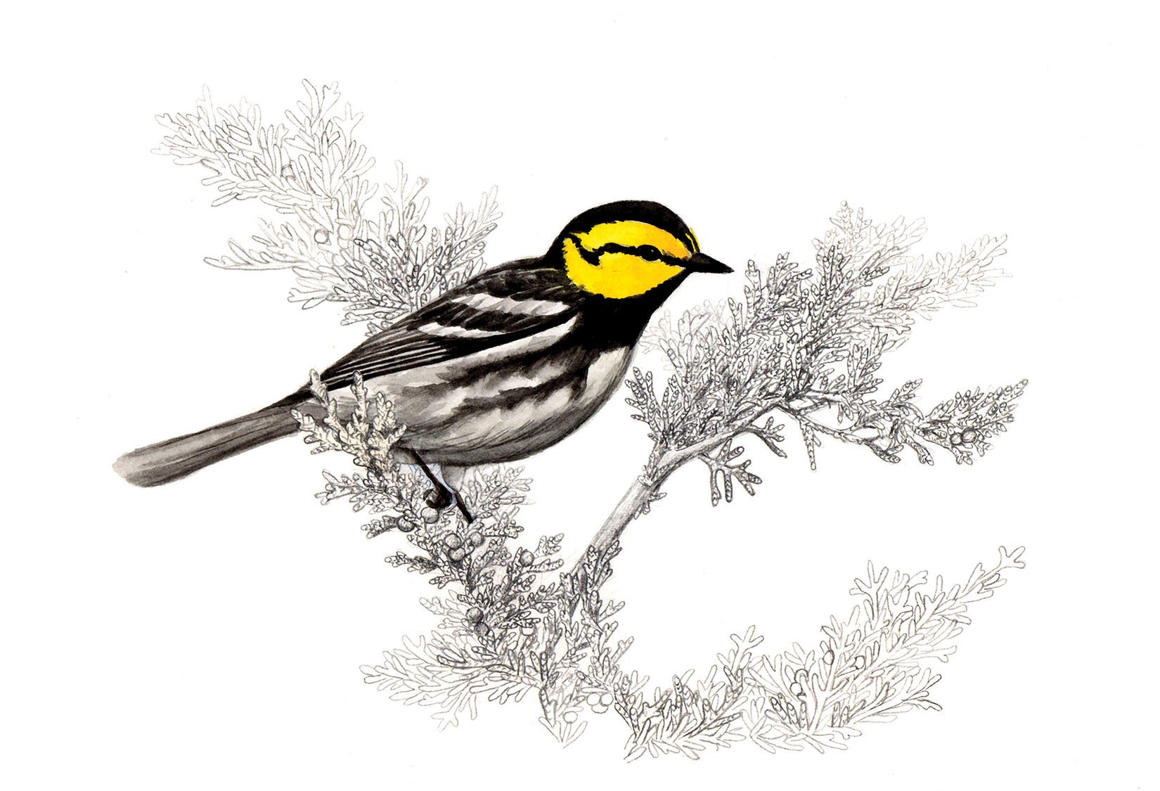 warbler watercolor illustration