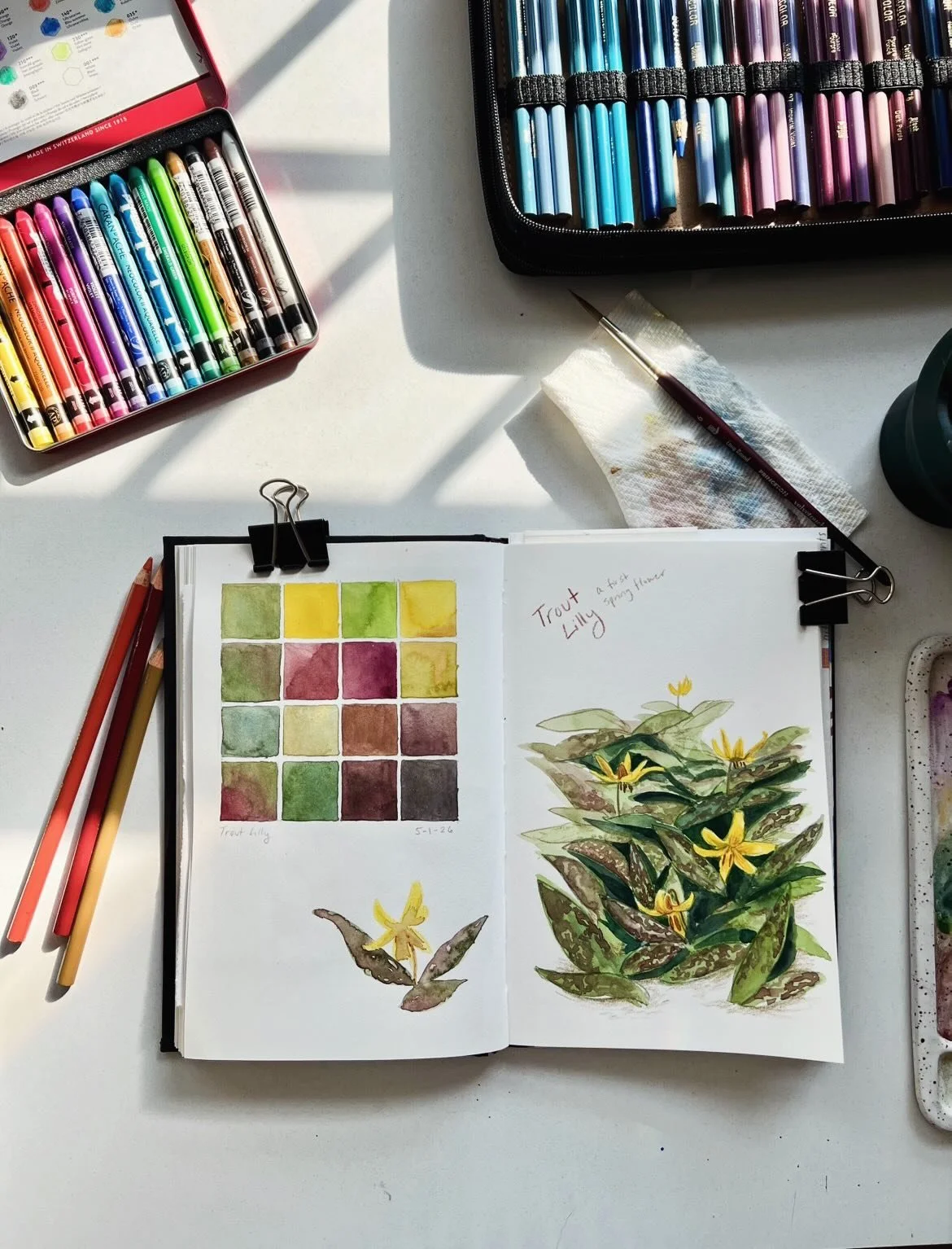 A little tribute to the humble Trout Lilly! This native flower pops up all over our yard every spring. When they bloom I know Spring is really here 💛 #sketchbook #sketchbookpainting #watercolor #wildflower #flowerpainting