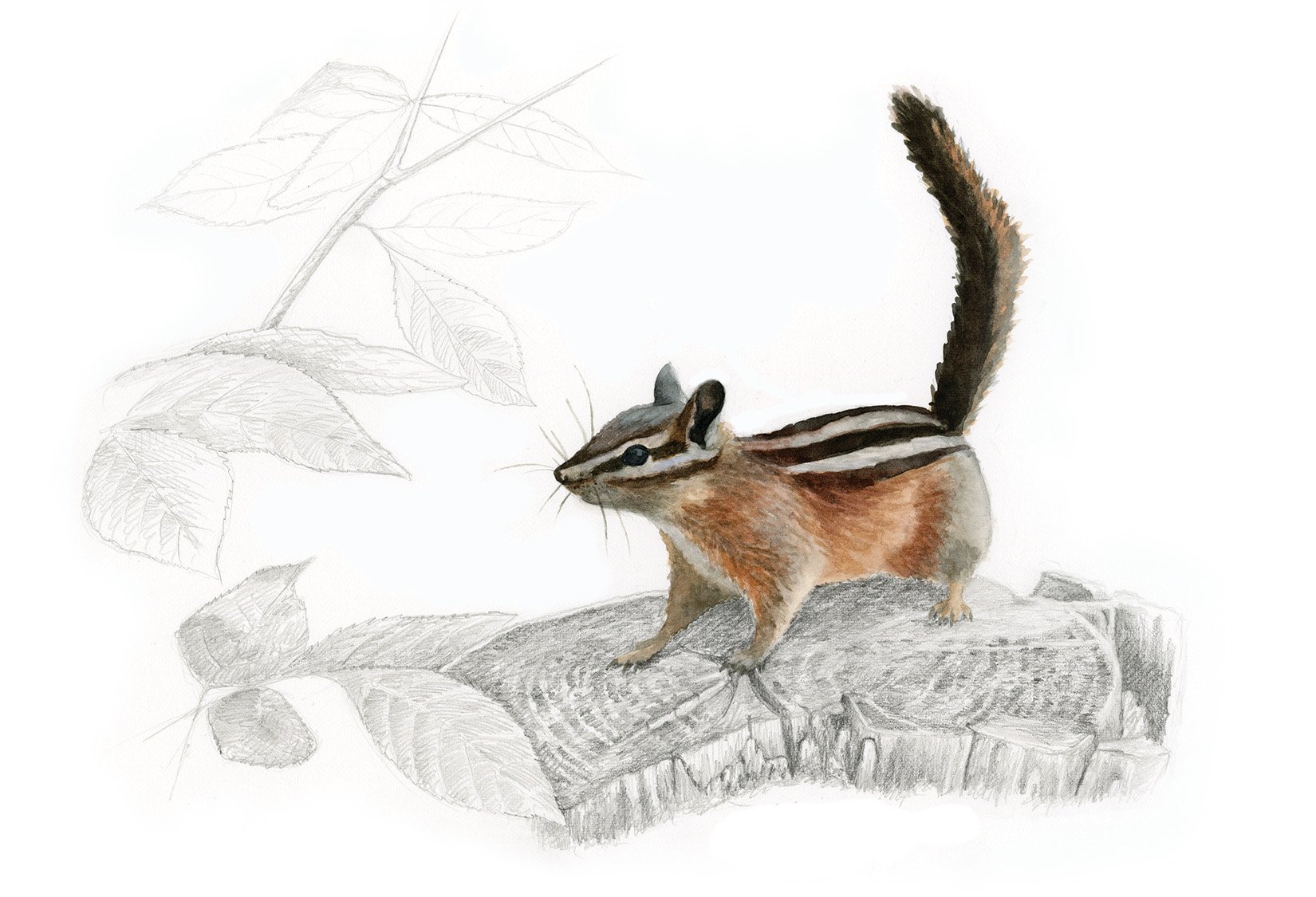 chipmunk watercolor illustrations