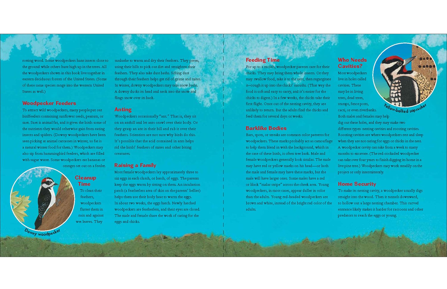 Woodpecker Wham picture book interior design