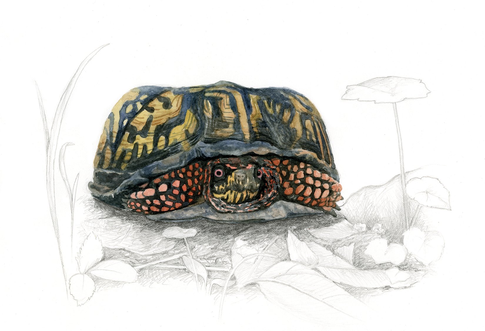 box turtle watercolor illustration