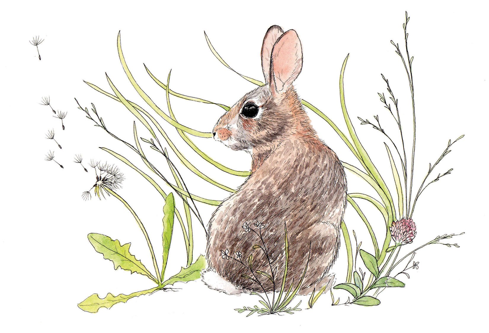 new england cottontail watercolor illustration