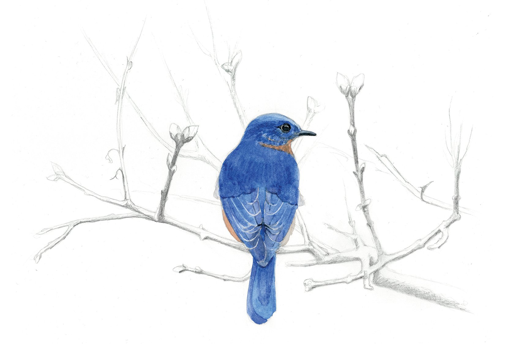 blue bird watercolor paiting