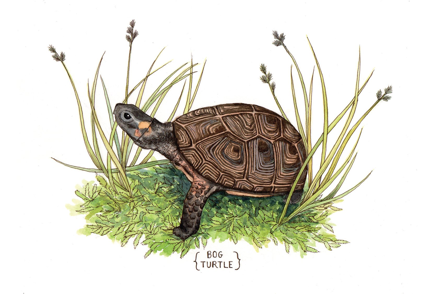 bog turtle watercolor painting