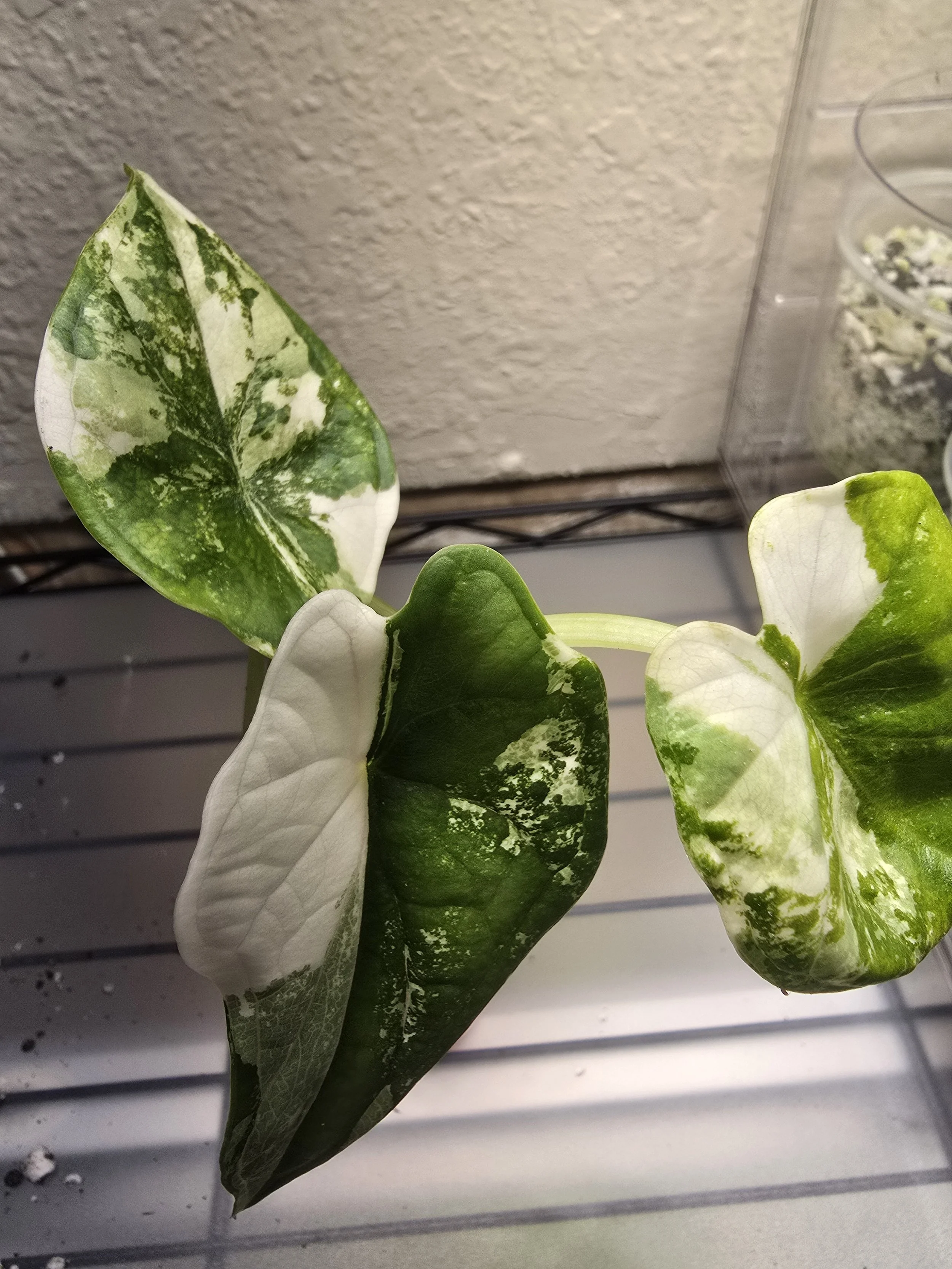 Dragon Scale Albo Pup