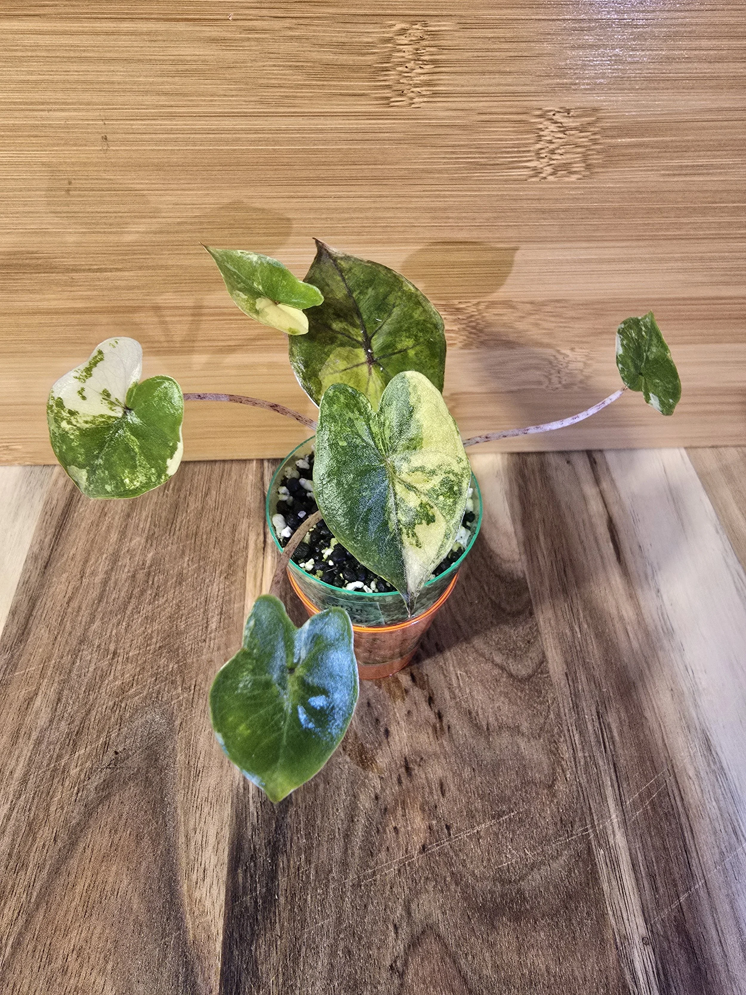 Alocasia Yucatan Princess Pup