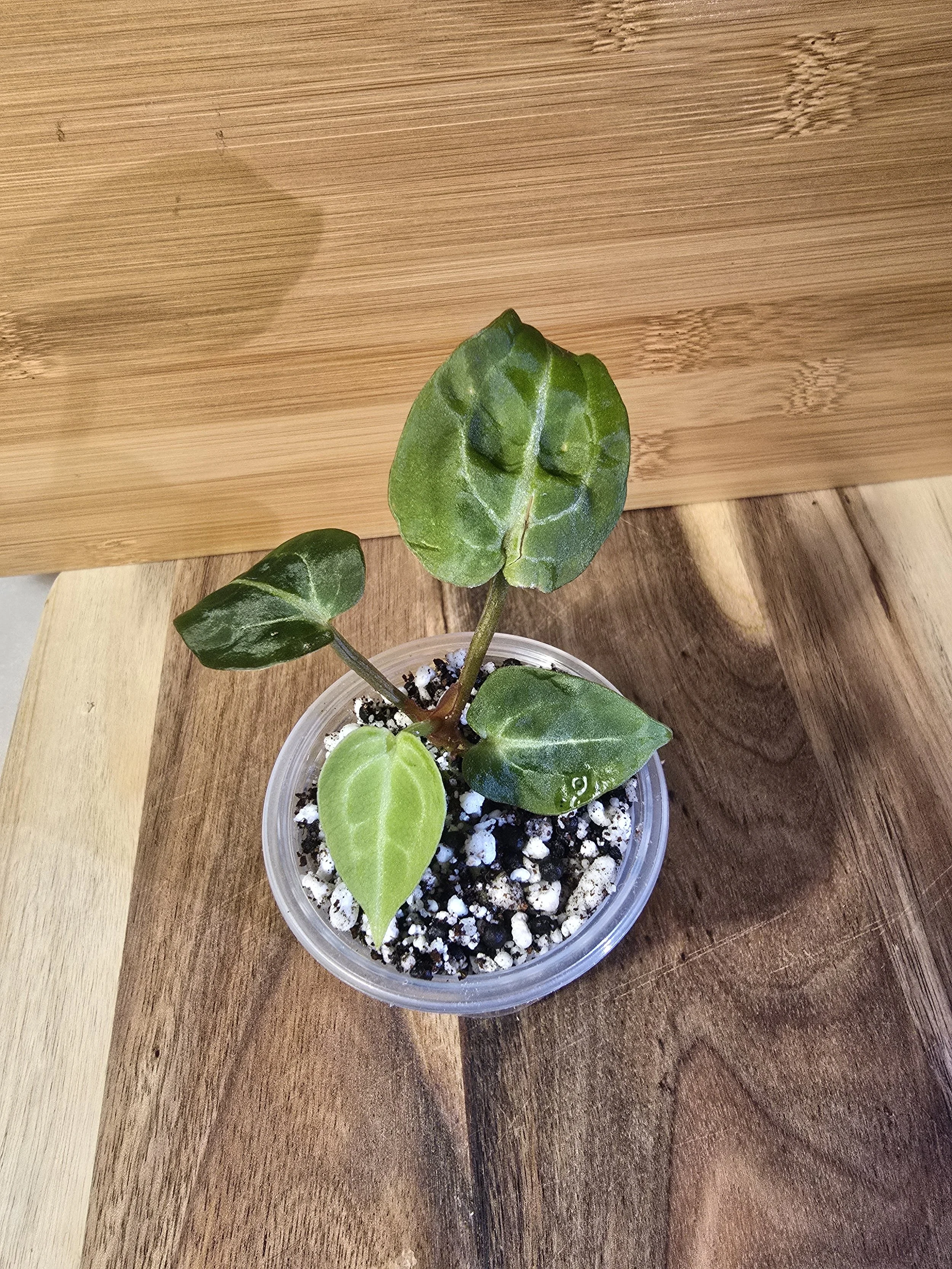 Anthurium Wonderboy x Michelle