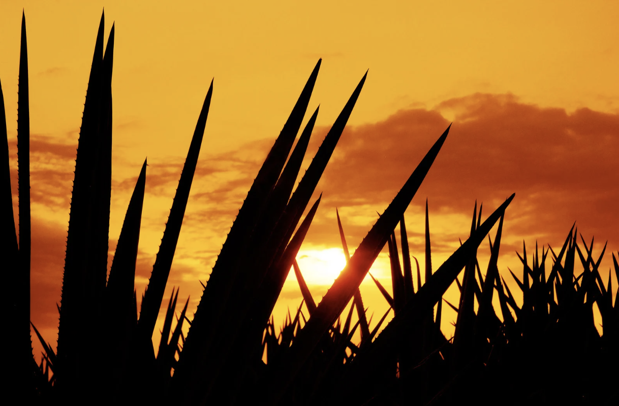 From Agave to Añejo: A Complete Guide to Tequila Types