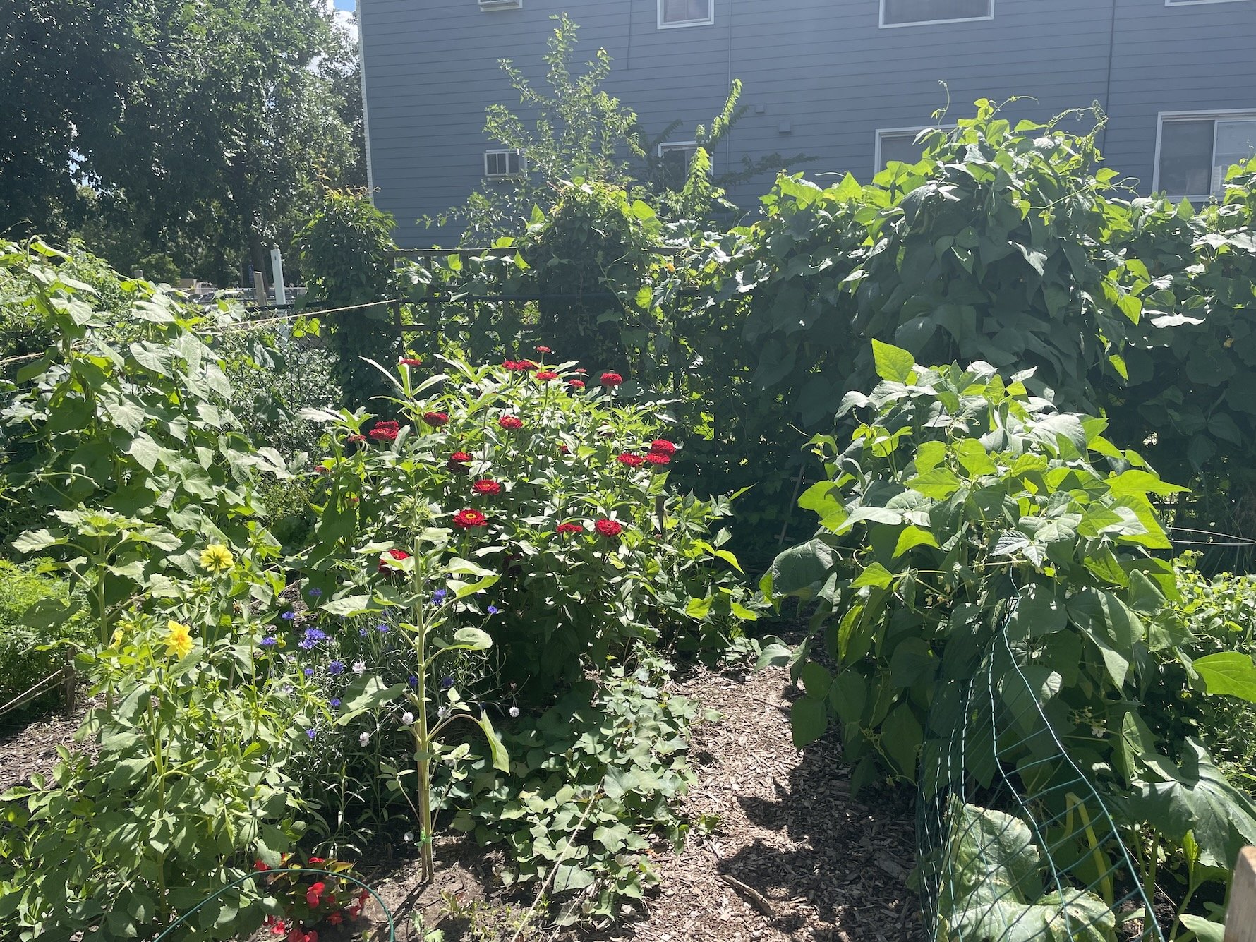 Community Garden Tour &amp; Neighborhood Foraging Walk