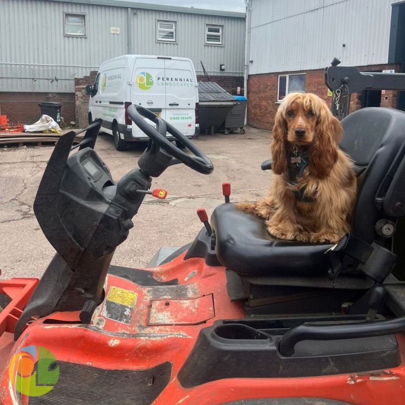 Happy 1st Birthday to the official Perennial Landscapes mascot Aoife!
