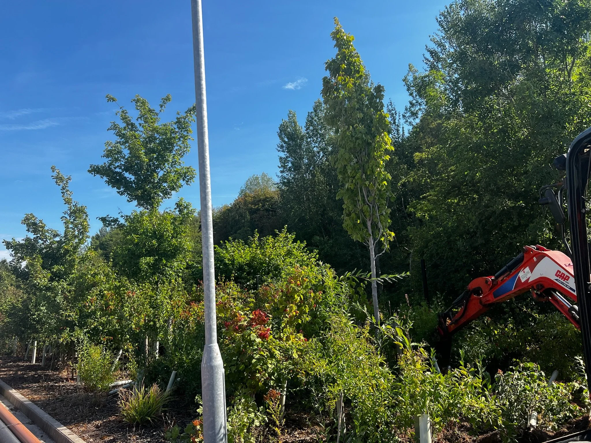 Giving Existing Planting a New Home at Indurent Park Stoke