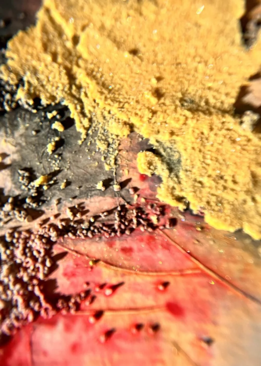 Textured gold rests beside deep scarlet and black — a meeting point of shadow and radiance, where transformation hums beneath the surface.