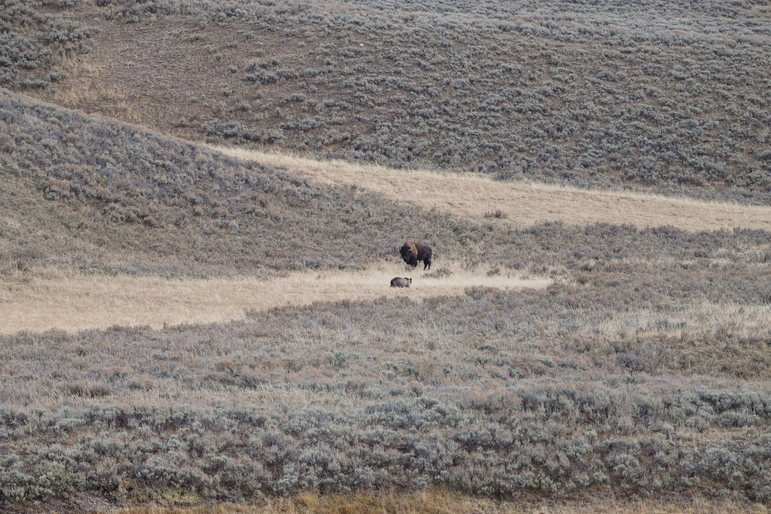 STC_Yellowstone2025_6647_FPO.jpg