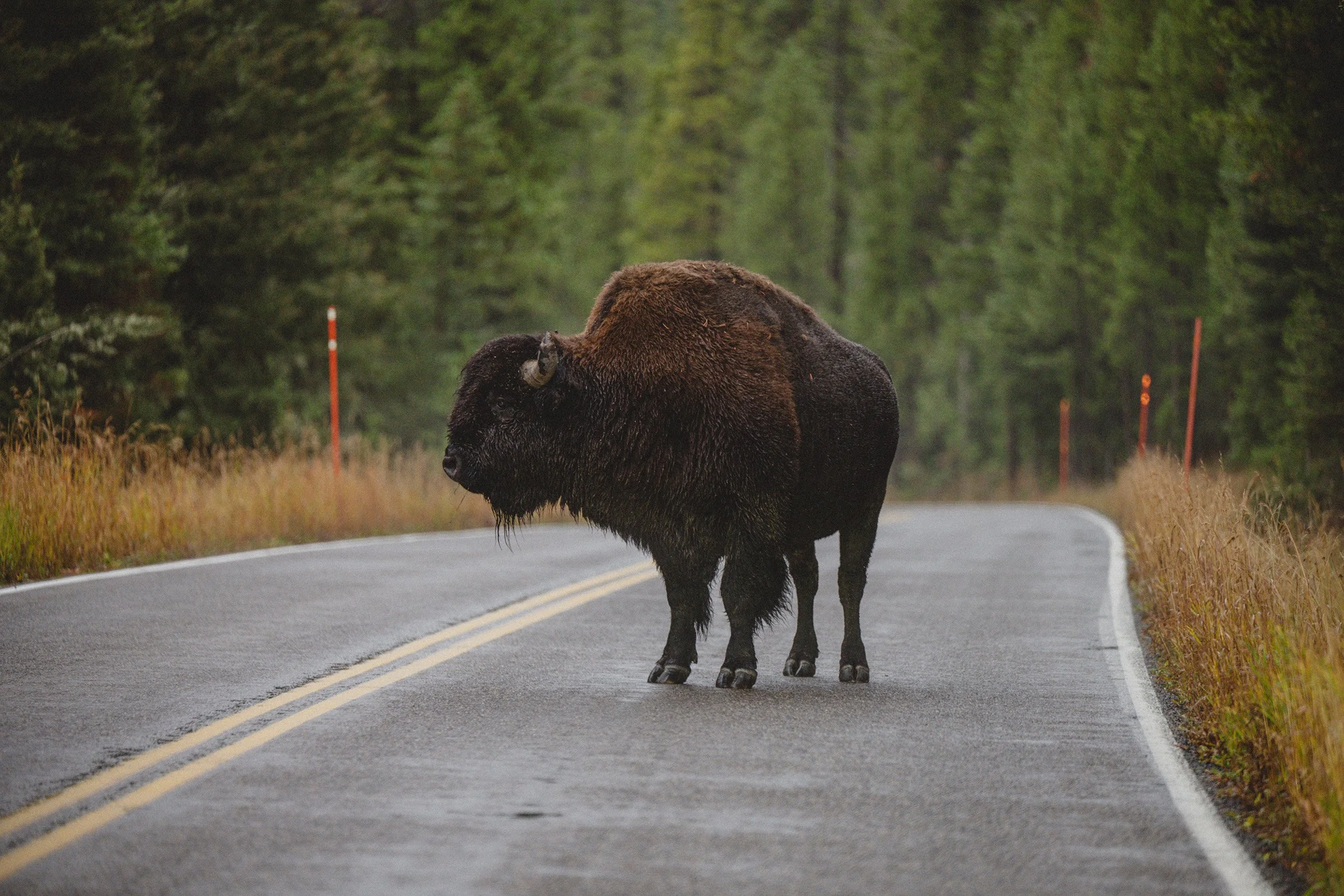 STC_Yellowstone2025_6984_FPO.jpg