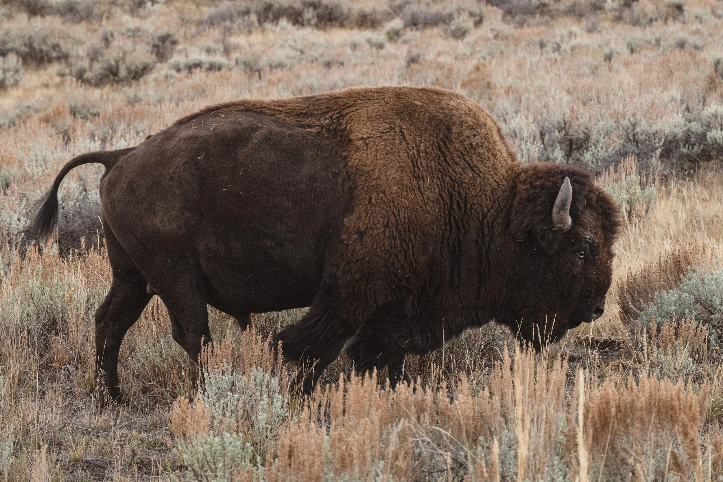 STC_Yellowstone2025_6700_FPO.jpg