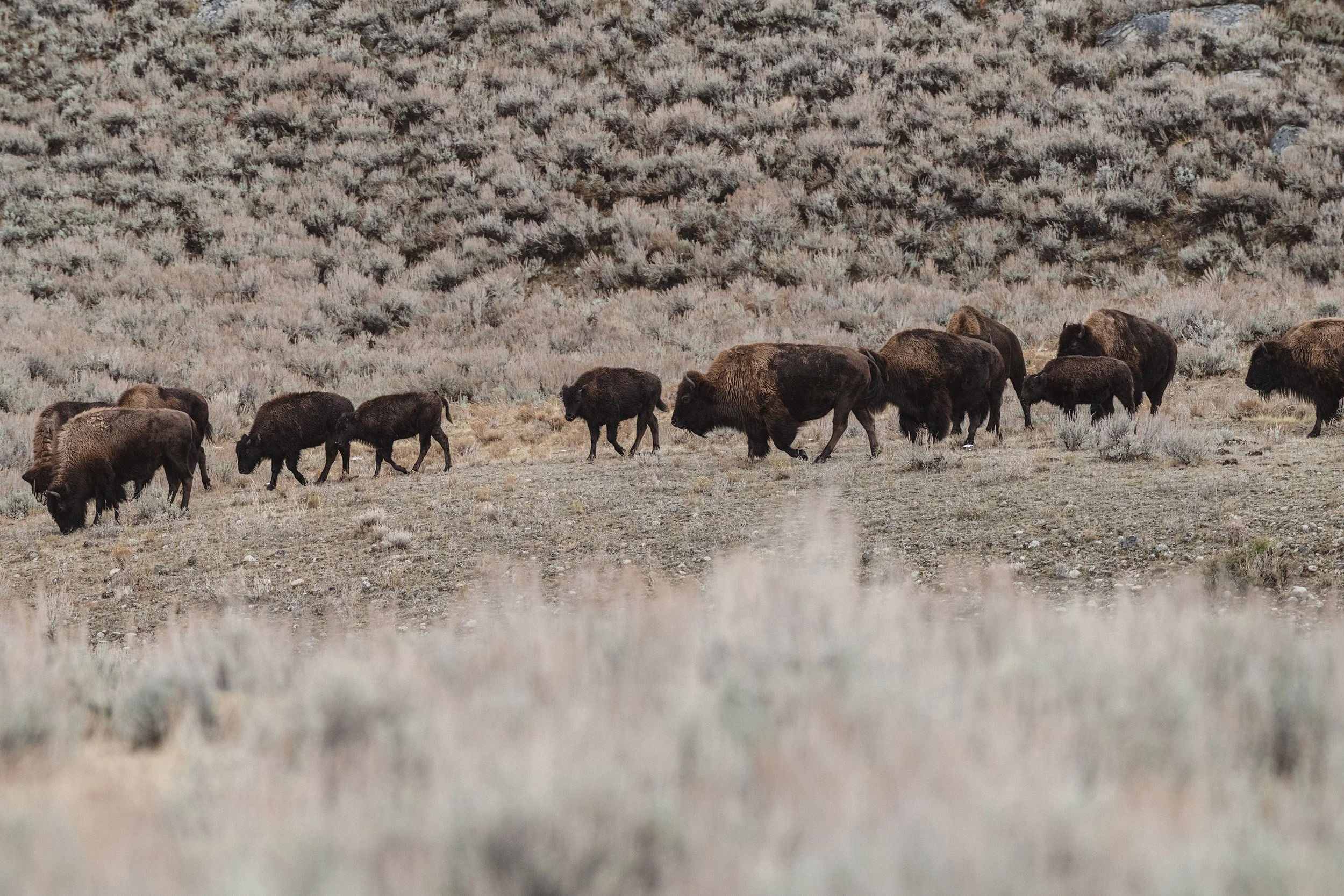 STC_Yellowstone2025_7166_FPO.jpg
