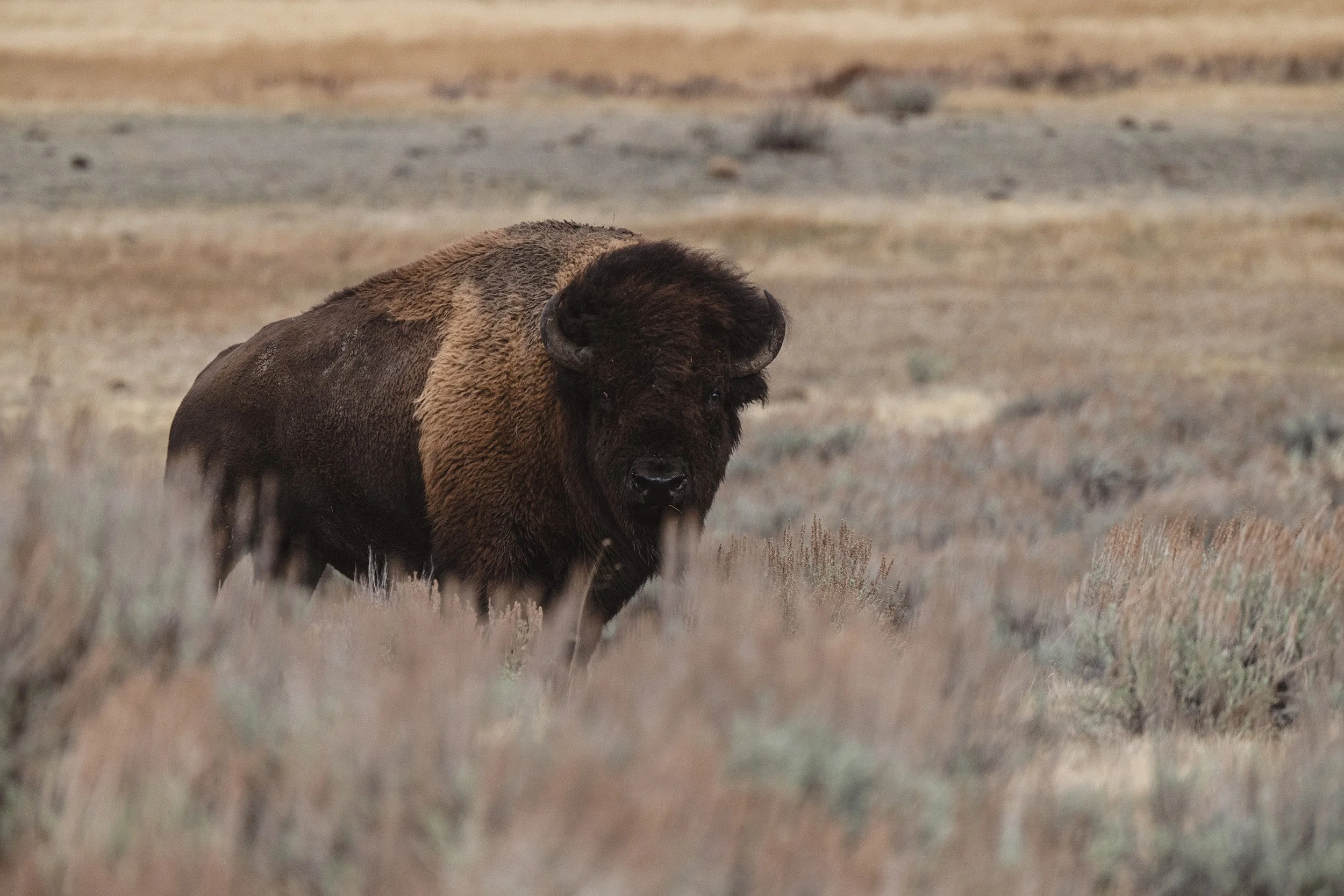 STC_Yellowstone2025_7230_FPO.jpg