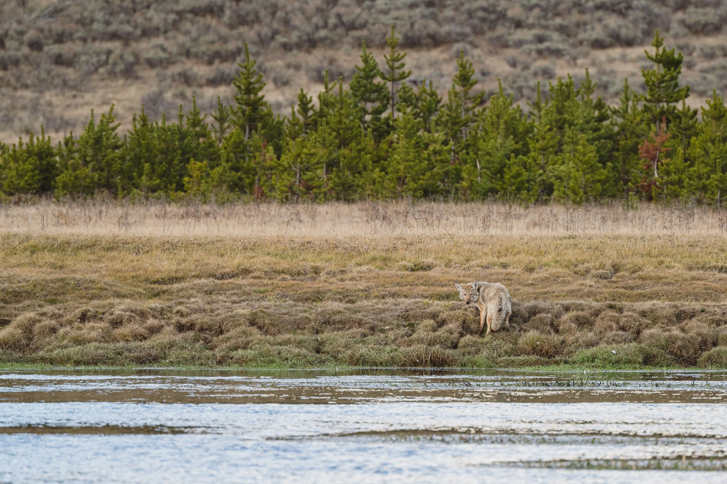 STC_Yellowstone2025_6659_FPO.jpg