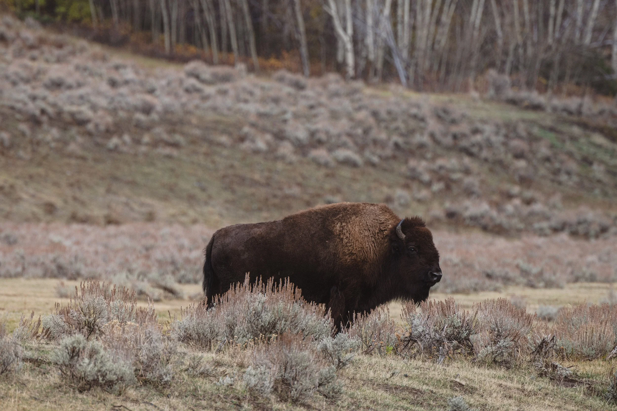 STC_Yellowstone2025_6734_FPO.jpg