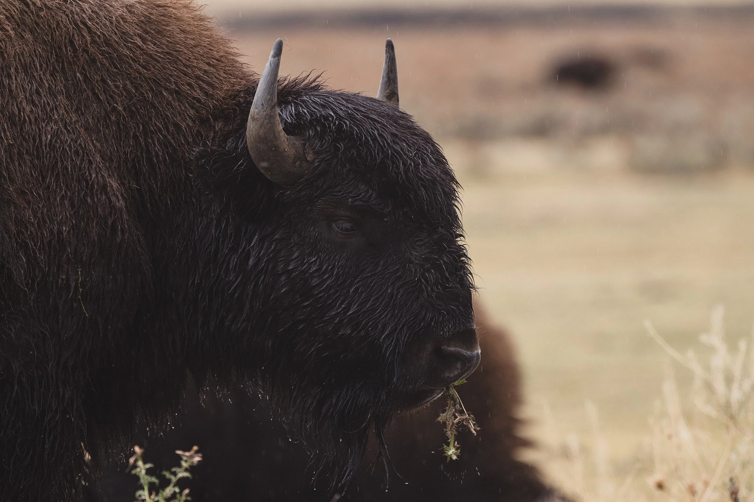 STC_Yellowstone2025_6814_FPO.jpg