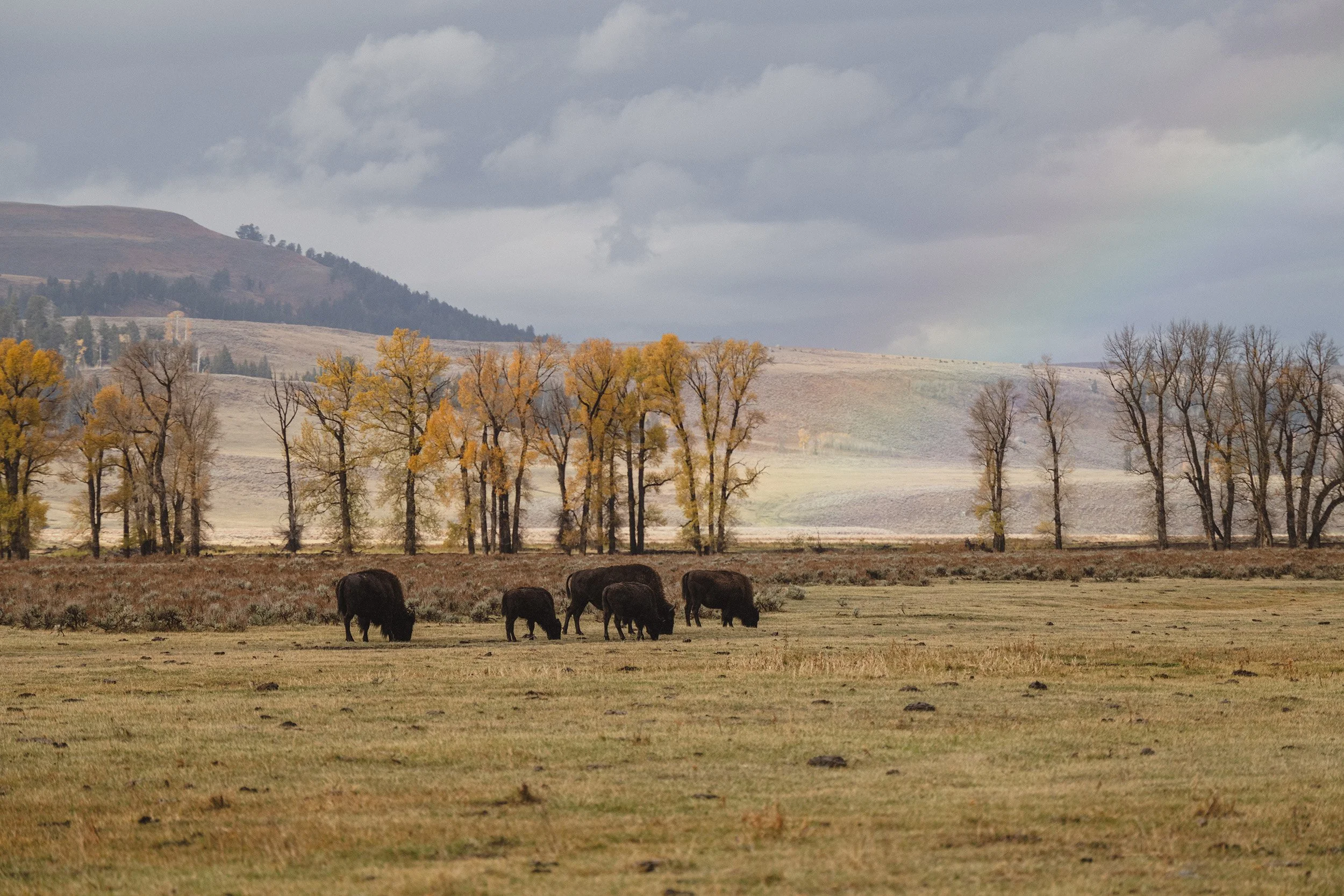 STC_Yellowstone2025_6827_FPO.jpg