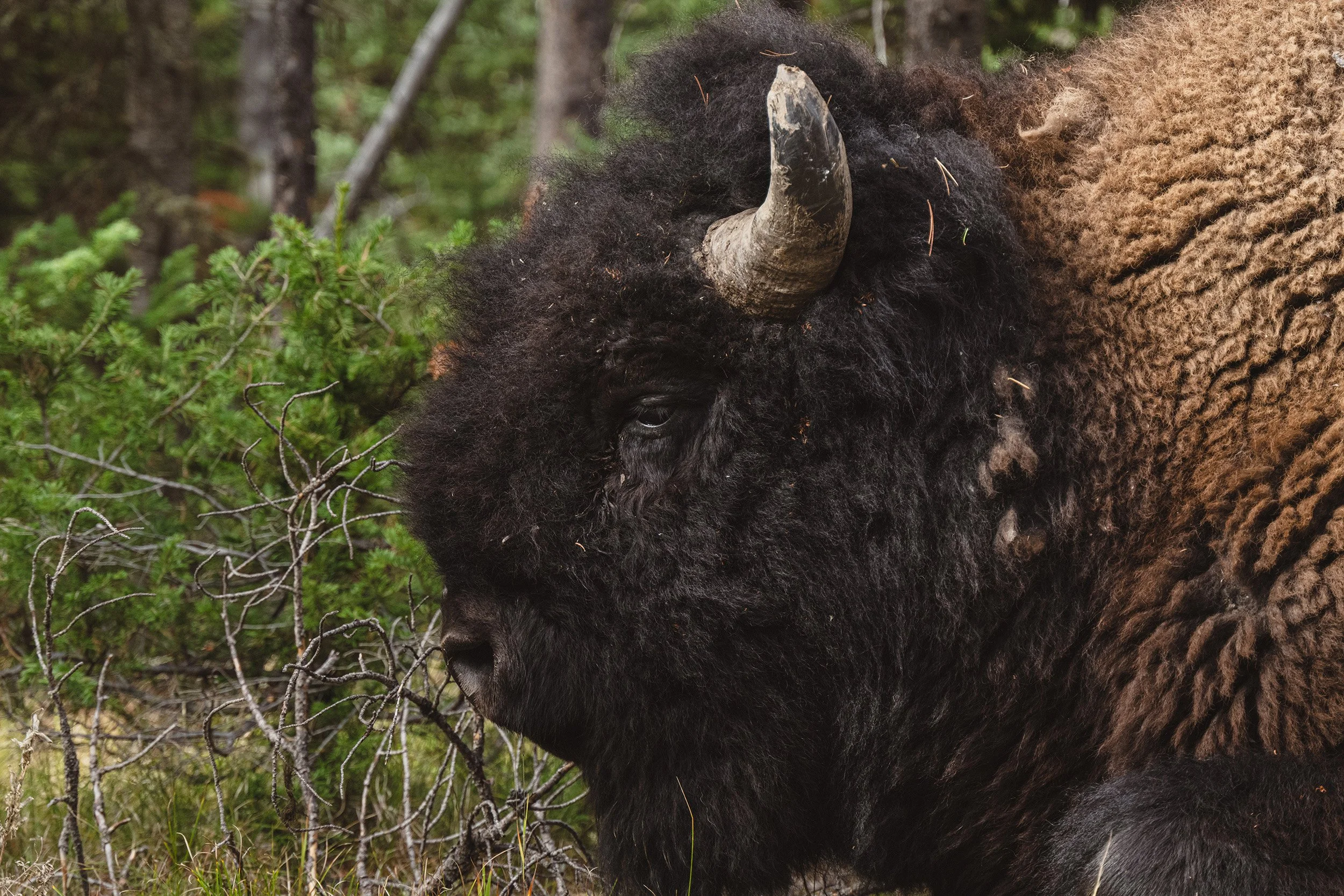STC_Yellowstone2025_6544_FPO.jpg