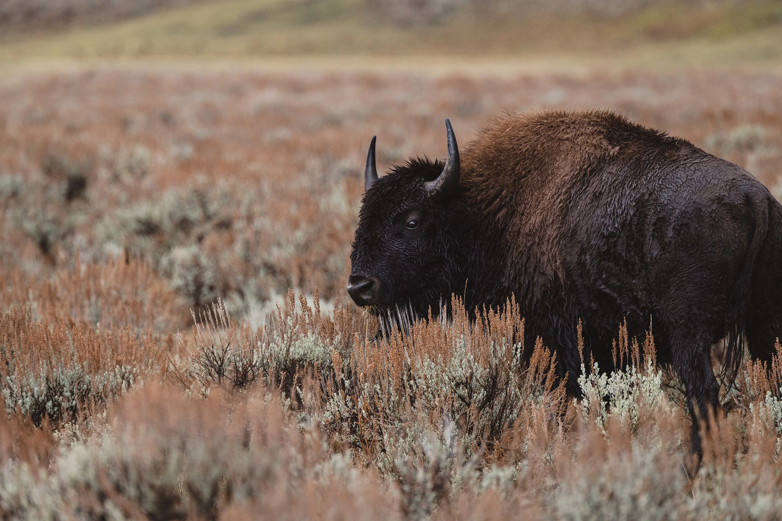 STC_Yellowstone2025_6817_FPO.jpg