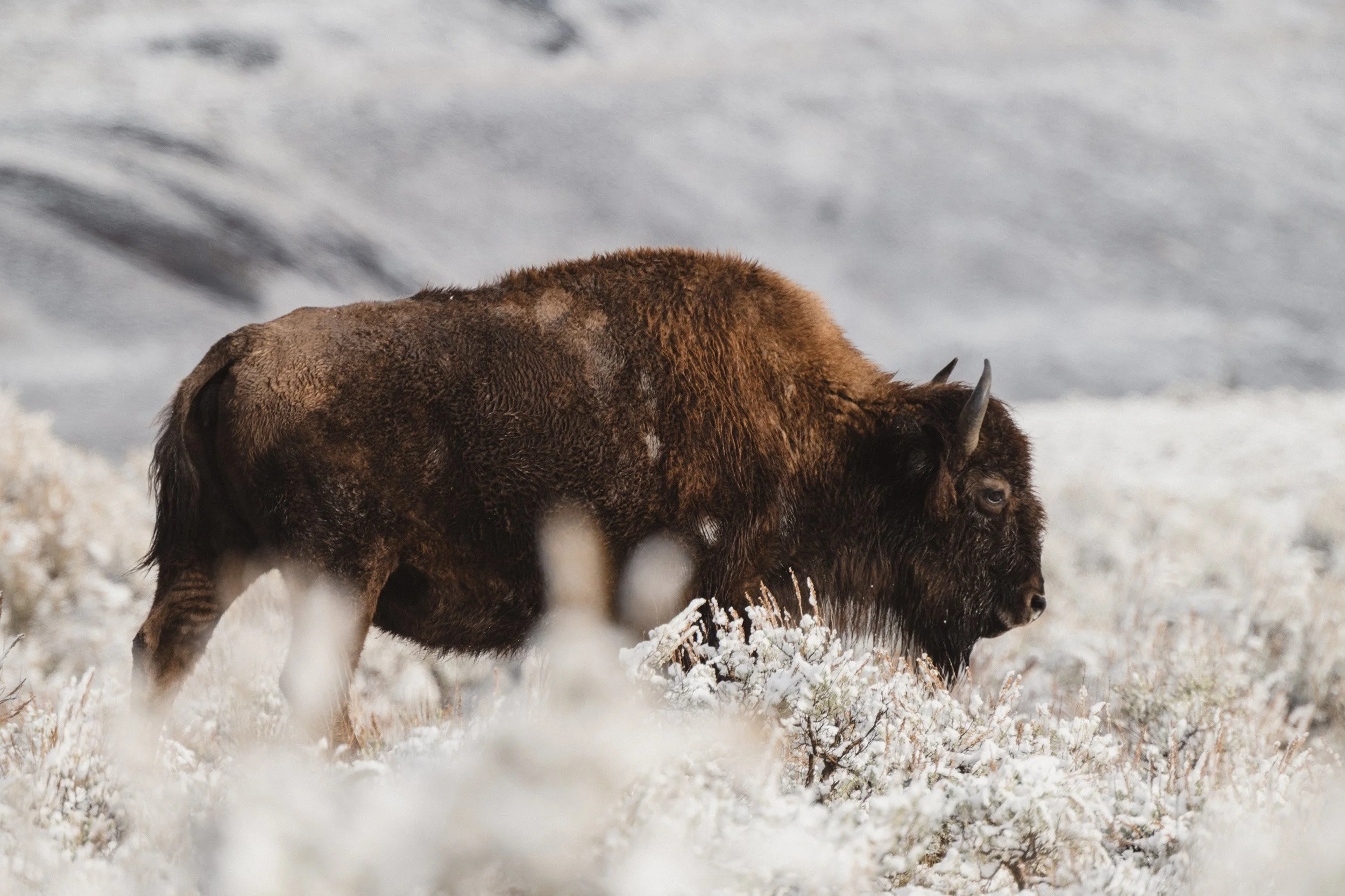 STC_Yellowstone2025_7002_FPO.jpg