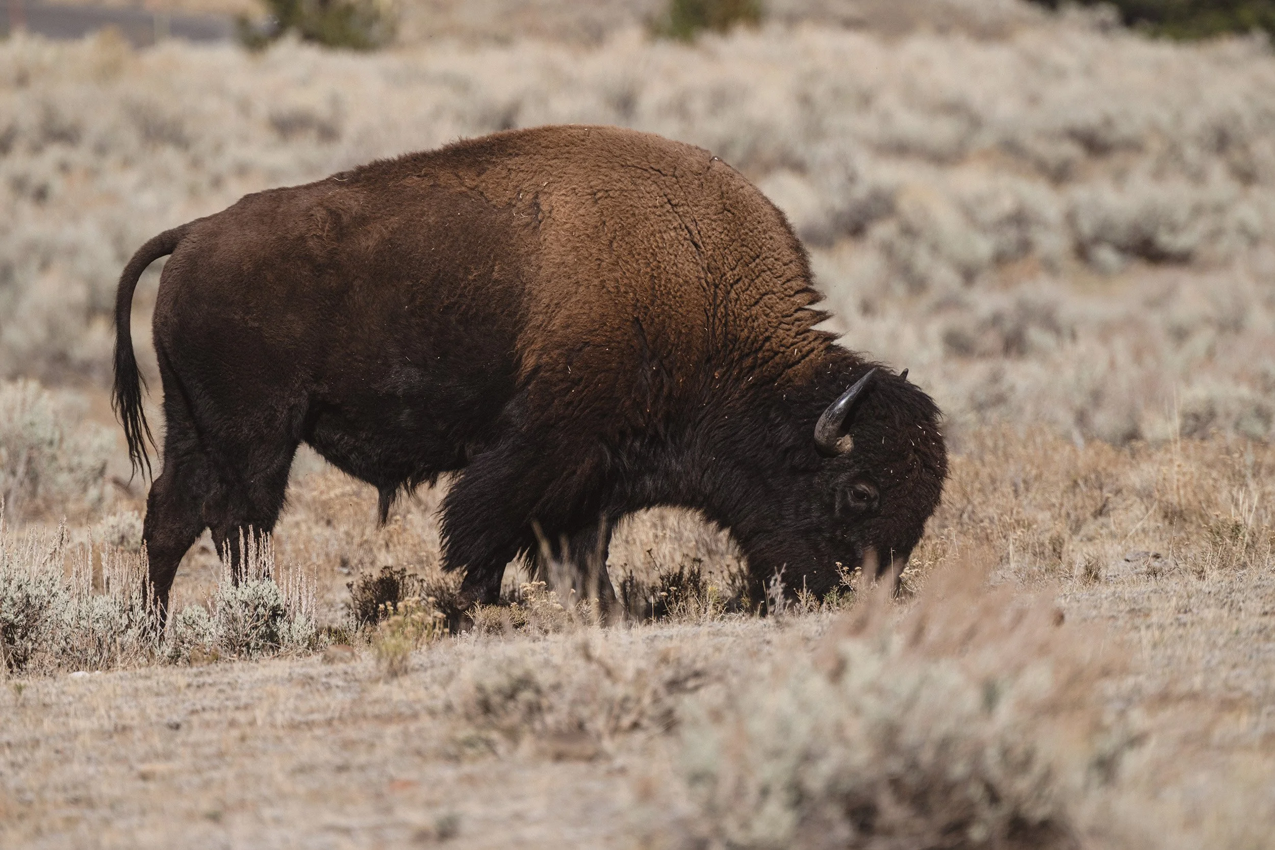 STC_Yellowstone2025_6598_FPO.jpg