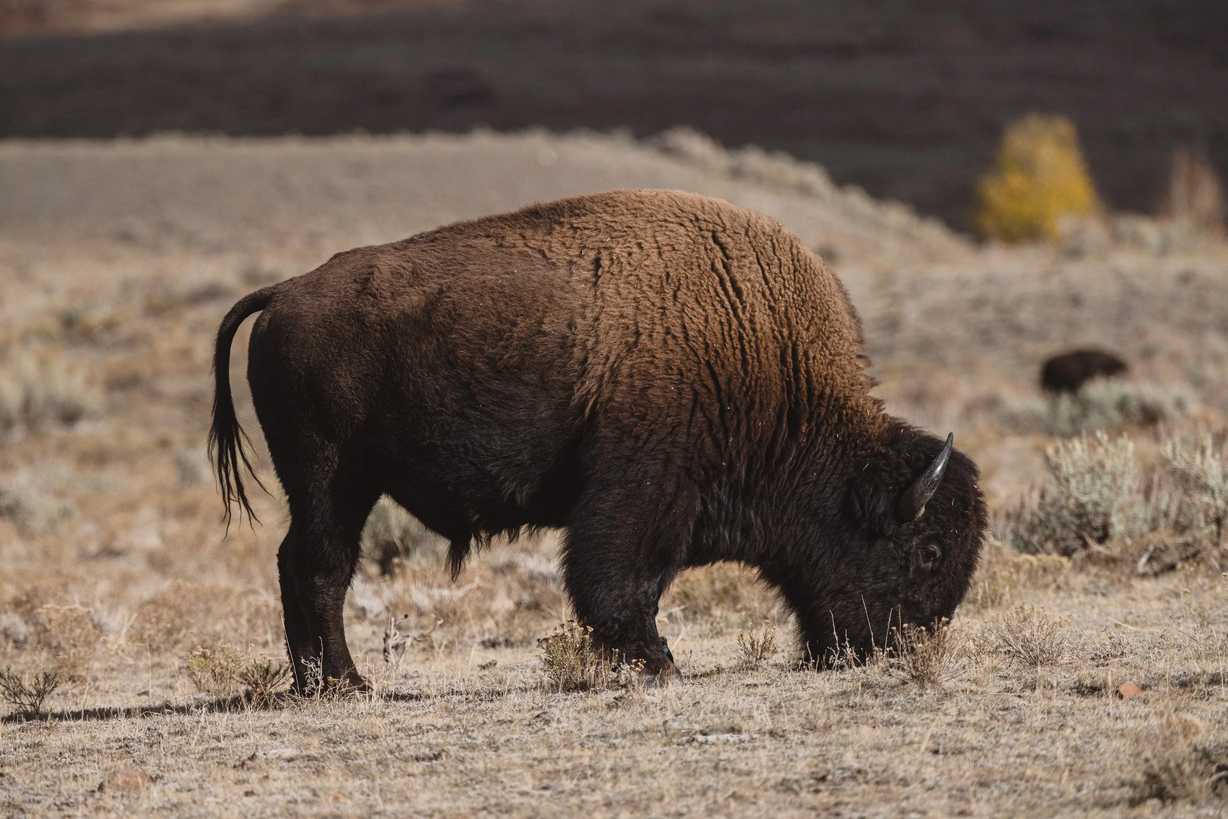 STC_Yellowstone2025_6616_FPO.jpg