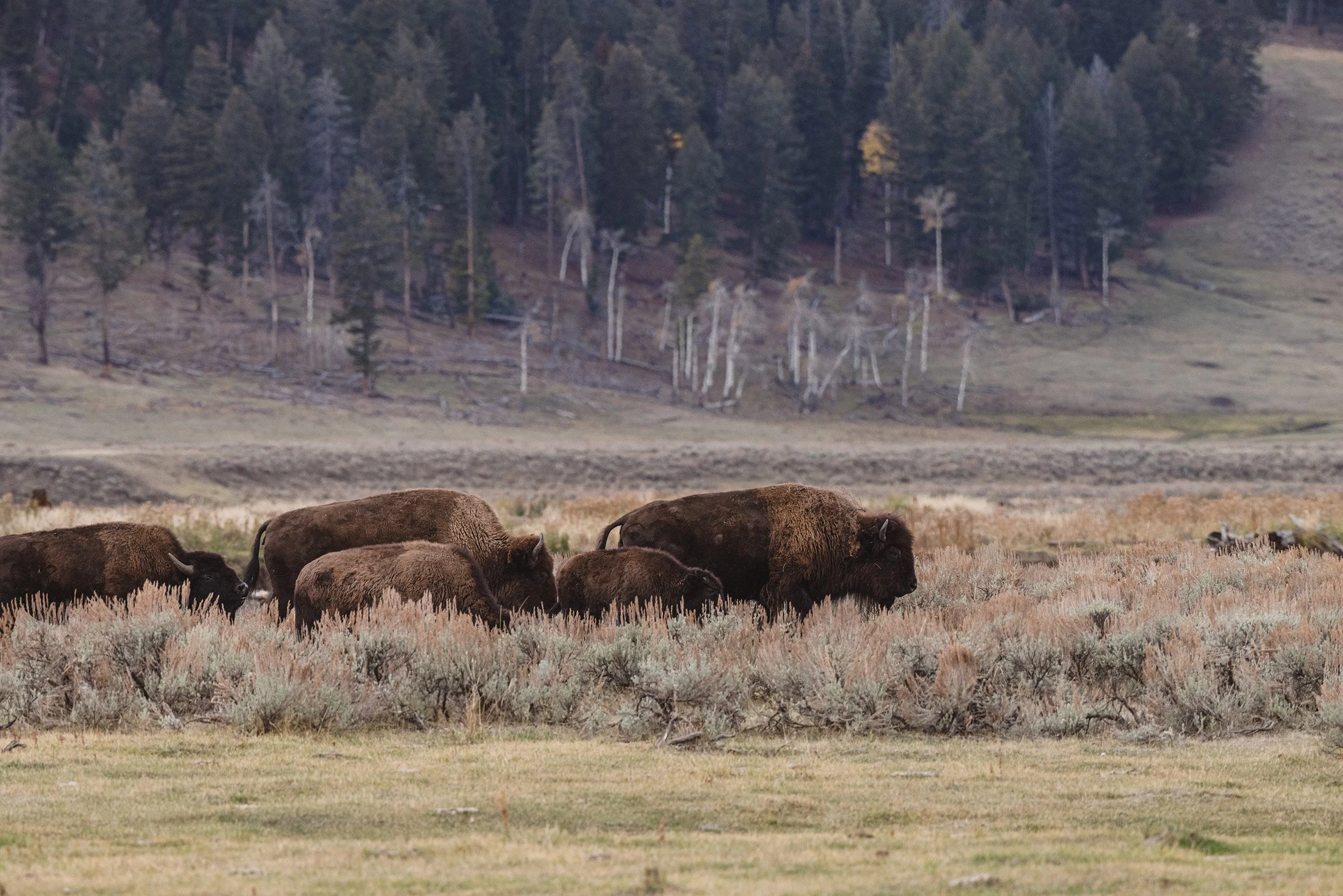 STC_Yellowstone2025_6524_FPO.jpg